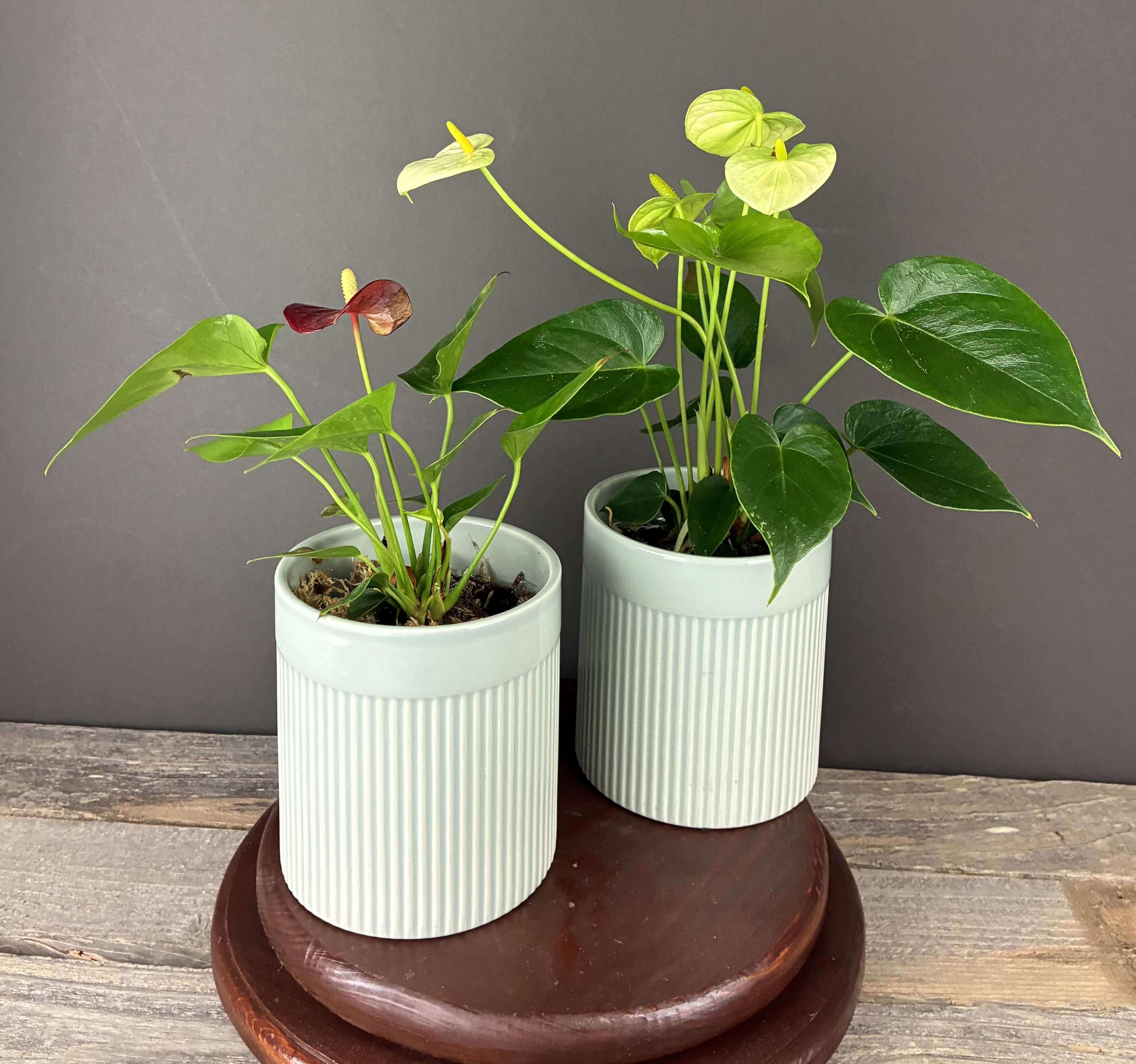 Two potted anthurium plants with glossy green leaves and pale and red blooms in ribbed white pots