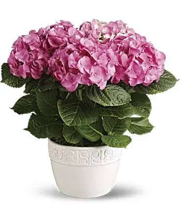 Potted pink hydrangea plant in a white ceramic container