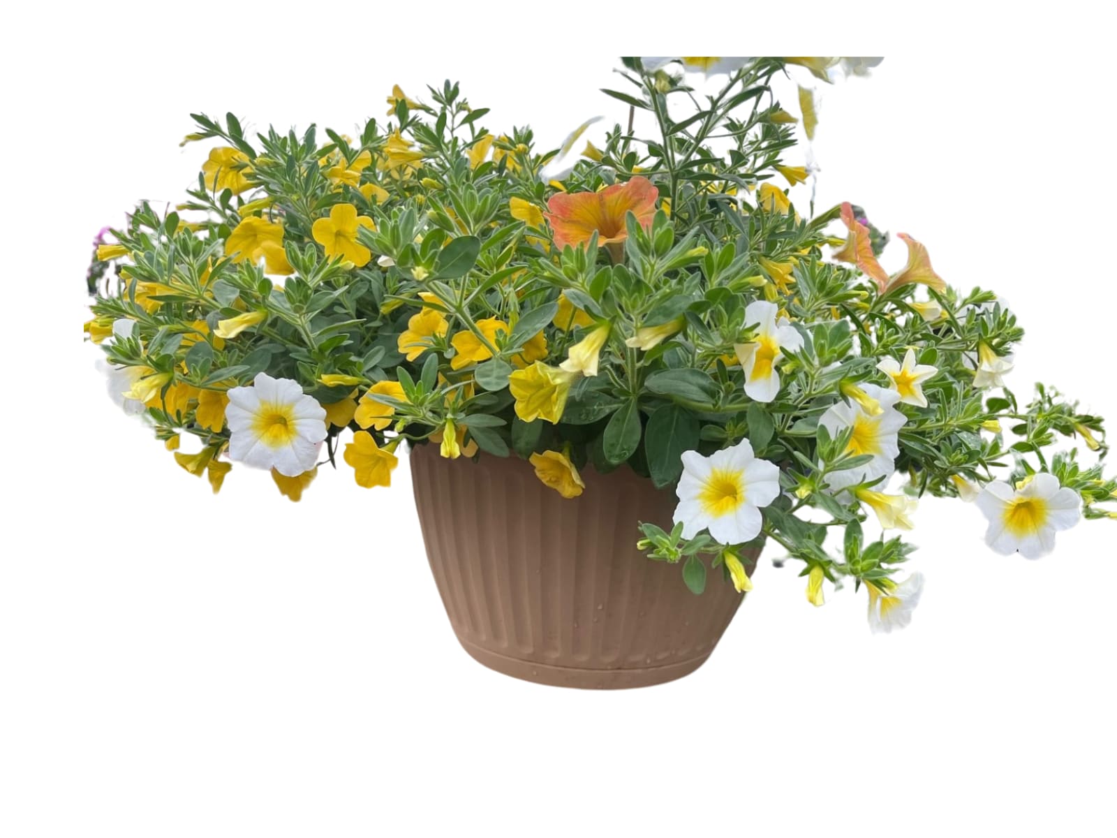 Trailing yellow and white flowering plant in a tan plastic pot