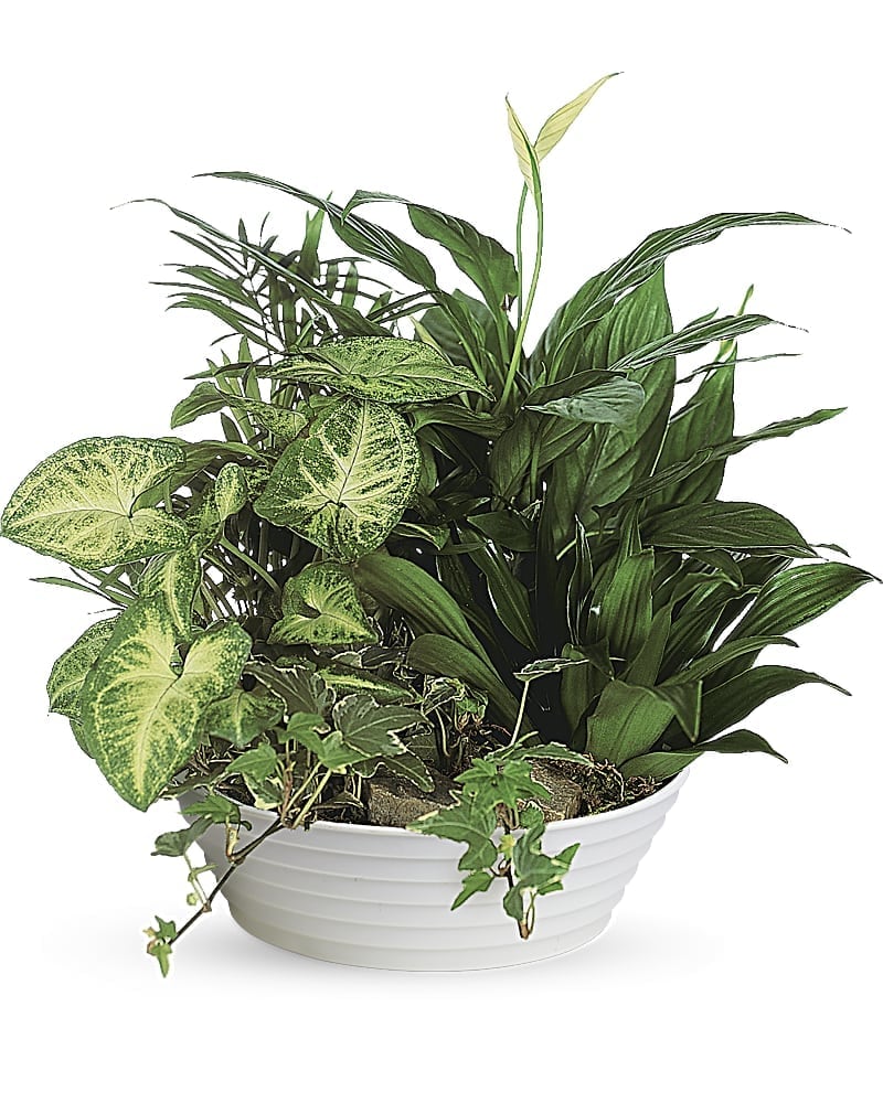 Assorted green houseplants with variegated leaves in a low white bowl planter