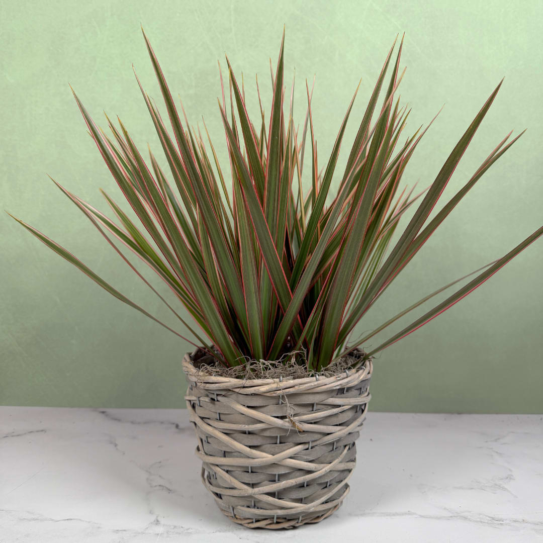 Bicolor Dracaena Planter - Our striking bicolor dracaena planter brings bold, architectural foliage to any room. This planter is perfect as a housewarming gift, an office accent, or a low-maintenance birthday present. The tall, spiky leaves are deep green with reddish-pink margins, creating a graphic vertical form that reads modern and lively; the recipient will feel seen by a gift that looks stylish without fuss.  The plant arrives planted in a round woven basket pot with soft gray and natural tan tones, adding a handcrafted, rustic texture that complements contemporary and cozy interiors alike. The clean presentation and compact footprint make it an easy fit for entryways, side tables, desks, or countertops; its long-lasting foliage offers ongoing color and shape to enjoy so long as it is taken care of.  Ideal for your favorite "green thumb," this dracaena is an everyday accent that requires minimal care and returns steady visual impact. Choose it when you want to brighten a space with lasting green - a simple, thoughtful way to mark moves, birthdays, or "thinking of you" moments.