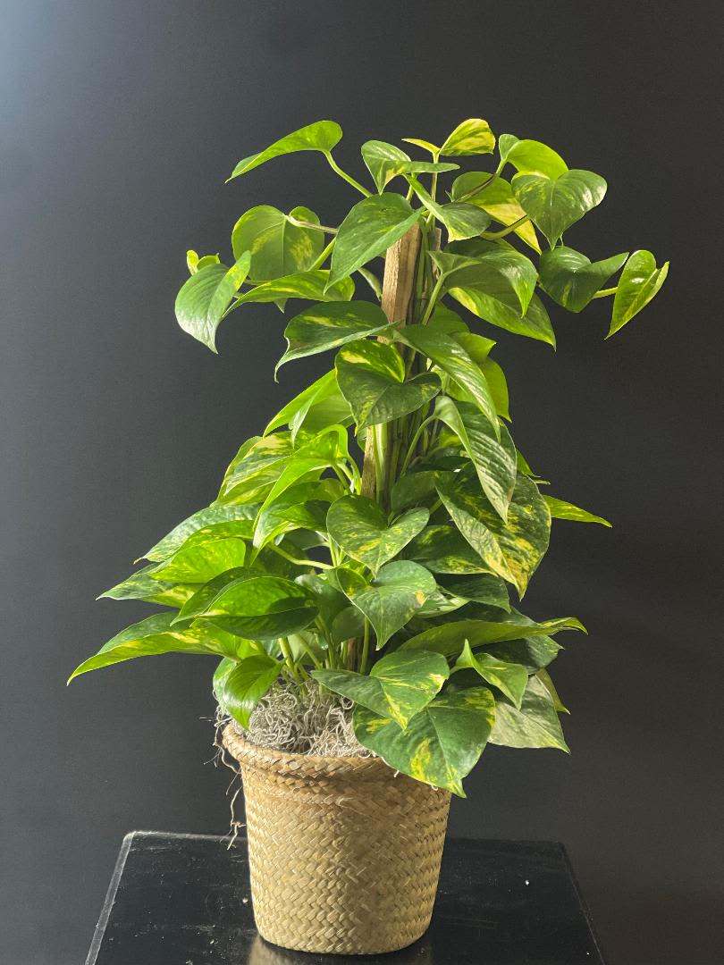 Tall green houseplant with heart-shaped leaves in a woven basket pot against a dark background