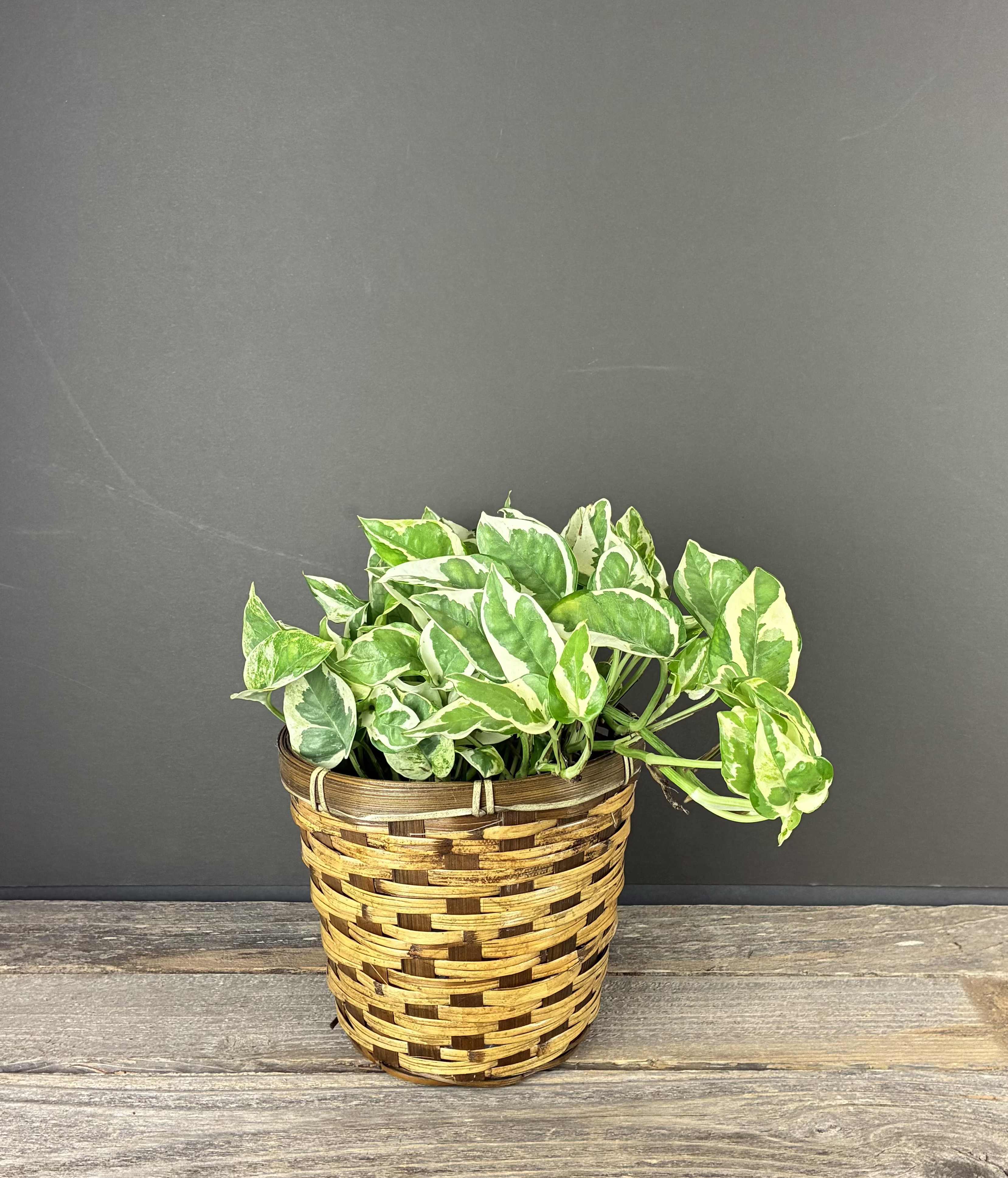 Pothos- Pearls and Jade- 6in - Pothos Pearls and Jade is a beautiful trailing plant with striking variegated foliage. It is easy to care for and will make a great addition to your indoor plant collection!