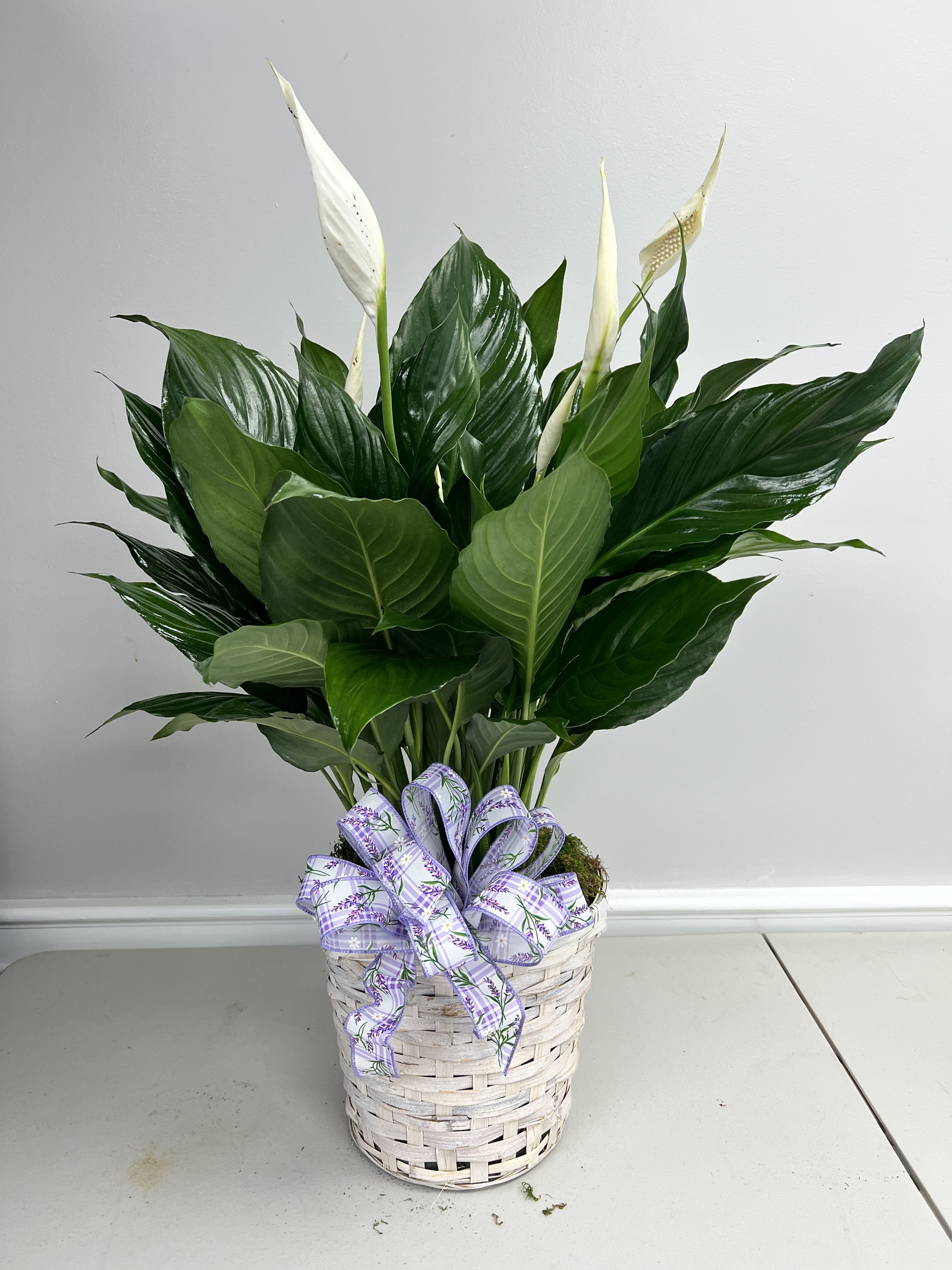Spathiphyllum  - 8 inch spathiphyllum dressed with a basket and a bow 