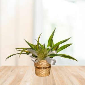 Lemon Lime Dracaena Plant - Lively lime-and-green foliage makes an immediate impression in this Lemon Lime Dracaena plant! Broad, pointed blades and narrow, striped leaves fan outward in a starburst shape, giving the recipient a burst of energy and calm at once. It's a refreshing housewarming gift or just-because surprise that brightens a room.   Low-maintenance care makes it easy to keep this dracaena looking its best - bright, indirect light and occasional watering will keep leaves glossy.