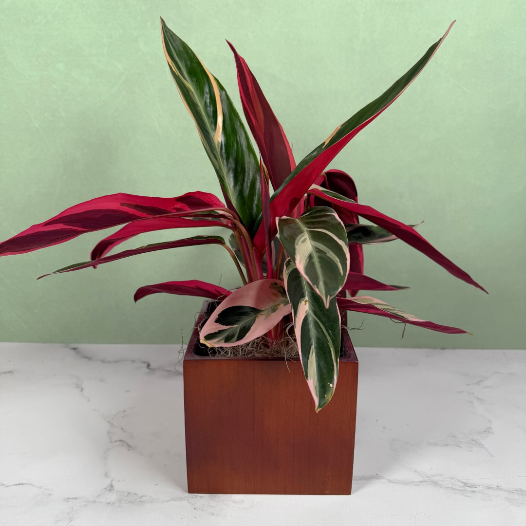 Stromanthe Triostar Planter - Bold, architectural foliage steals the show with this Stromanthe Triostar planter: a variegated houseplant perfect as a housewarming gift, birthday surprise, or a cheerful desk companion. The long, pointed leaves flash bands of deep red, bright pink, creamy white, and rich green that fan outward in a lively, sculptural display; the visual energy makes the recipient feel seen and delighted the moment they spot it.  Planted in a smooth square wooden planter and finished with decorative moss, this arrangement offers a modern, warm aesthetic that fits shelves, tabletops, and office corners. The low, spreading silhouette and textured leaves create a striking contrast against the clean lines of the wooden cube pot, giving any room an instant lift.  A thoughtful everyday living gift, the Stromanthe brings long-lasting color and sculptural interest to the person you're thinking of, whether they're settling into a new home or need a bright pick-me-up at work. Sized for easy placement on counters or desks, it arrives ready to display in its square wooden planter.
