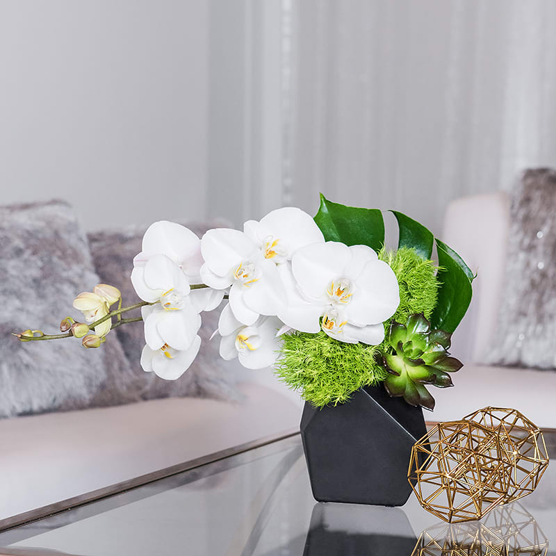 Petit Blanc - This petite, chic arrangement is a perfect fit for any desk. A plume of stunning white Phalaenopsis Orchids is framed with Dianthus and Monstera leaves, and finished with a Succulent