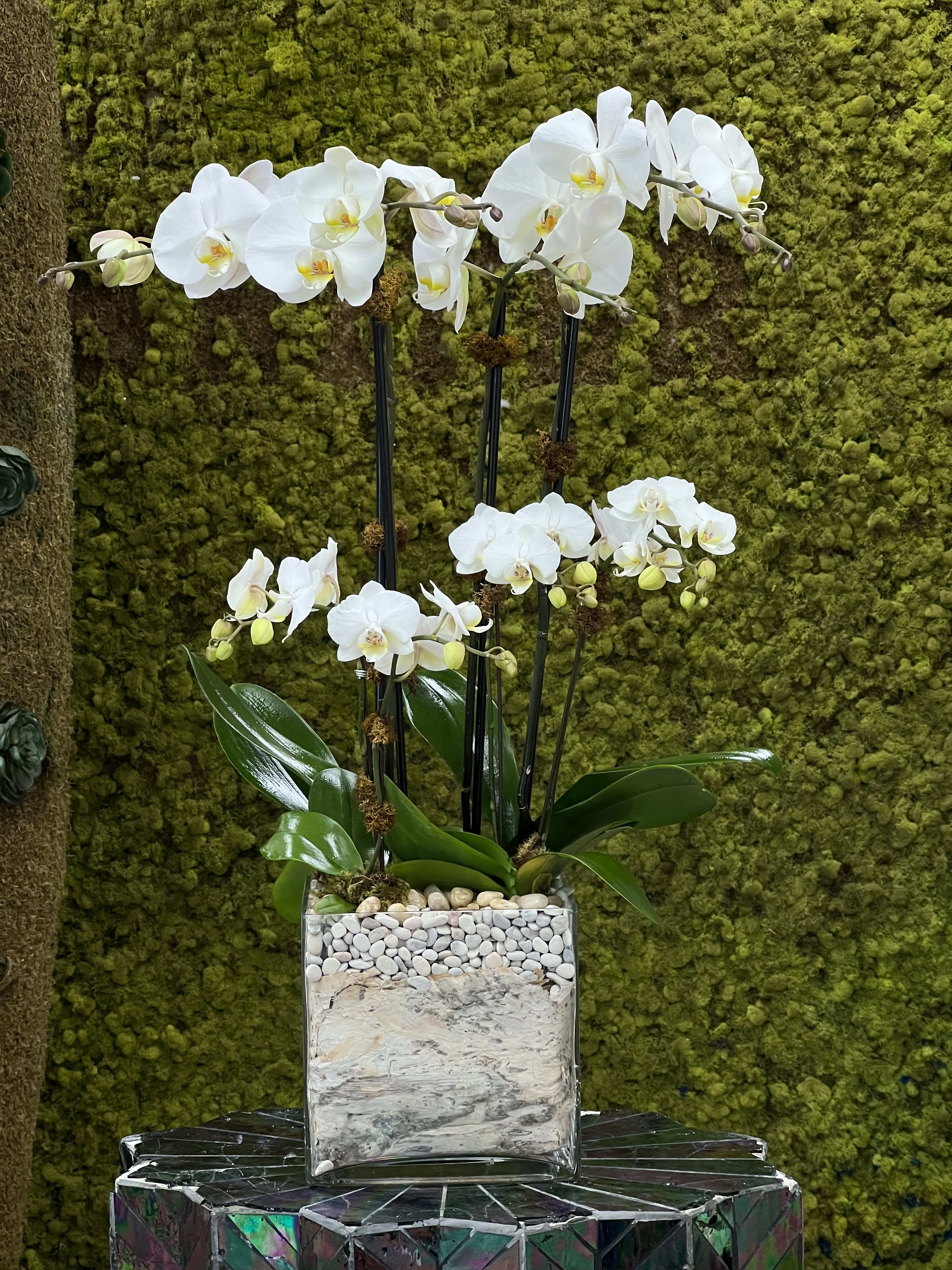 Casablanca - Large and mini Phalaenopsis Orchids, arranged in a glass cube vase