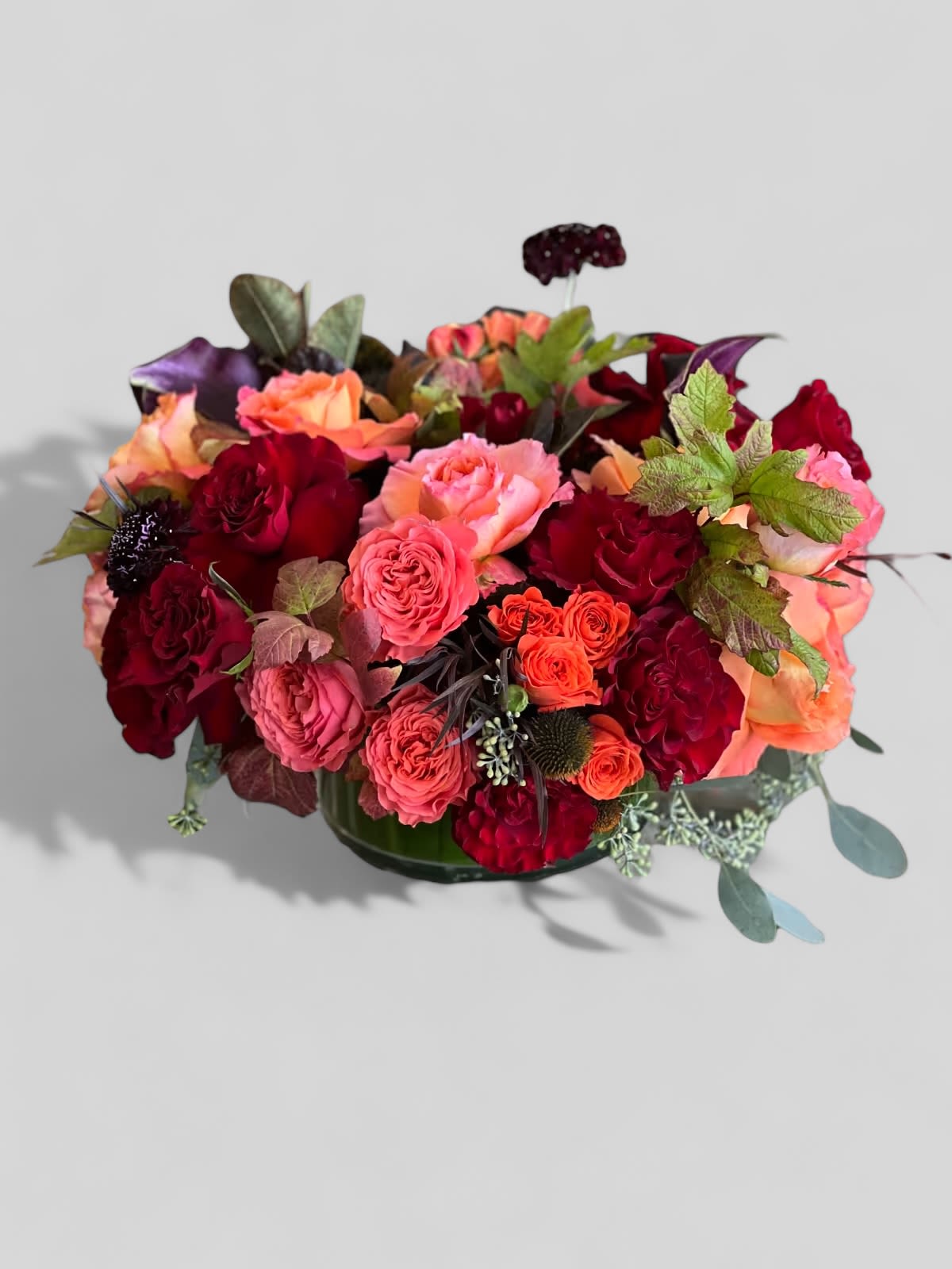 Rise And Shine - This low vase arrangement in rich, dark hues features Roses, Garden Roses, and Scabiosa