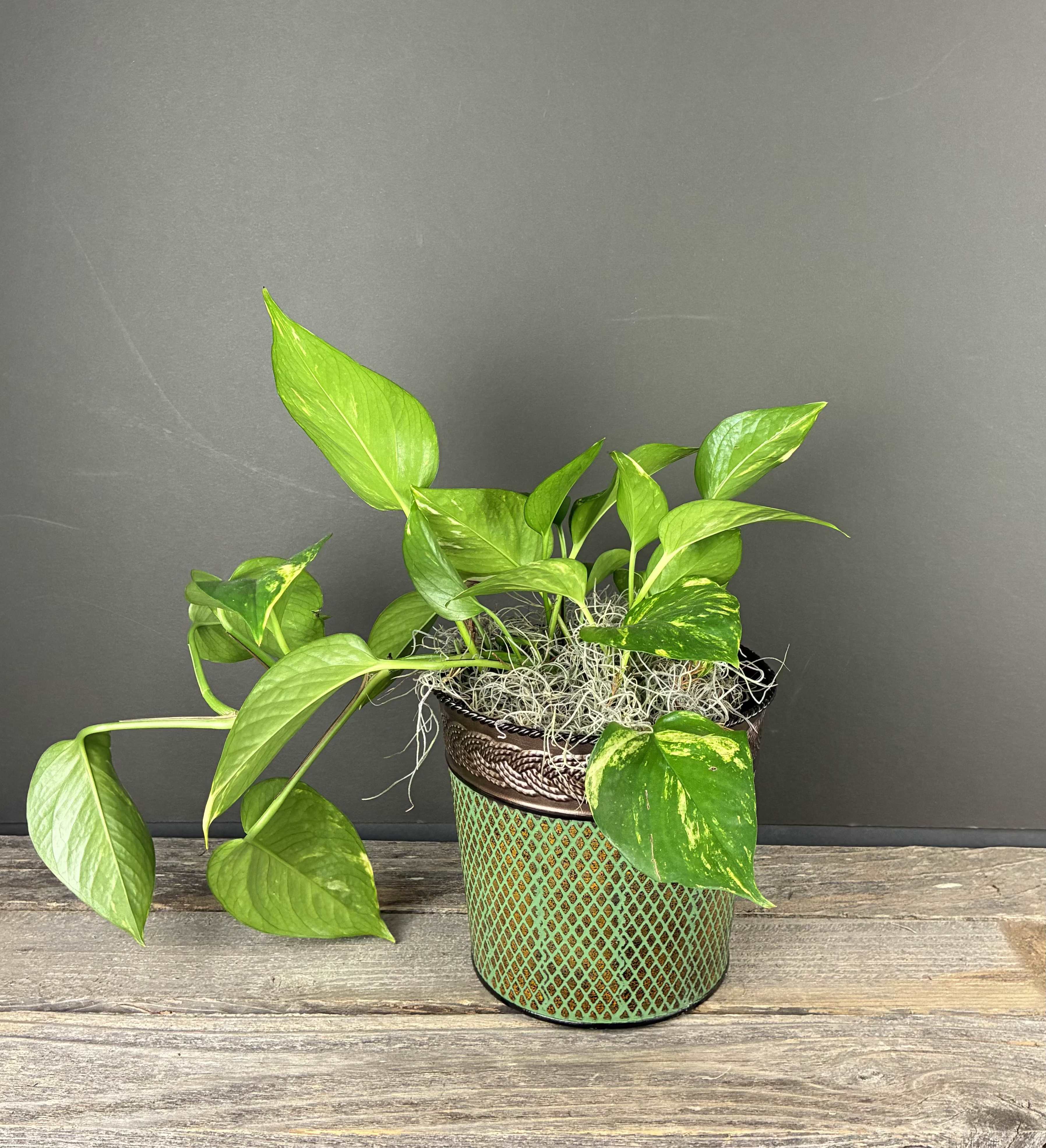 Golden Pothos- 6in - Golden Pothos is a popular, hardy house plant known for its vibrant green leaves streaked with golden-yellow variegation. It's an excellent air purifier and thrives in various light conditions, making it the perfect house plant for beginners!