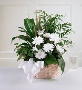 Basket of mixed green plants with white daisy-like flowers and a white bow