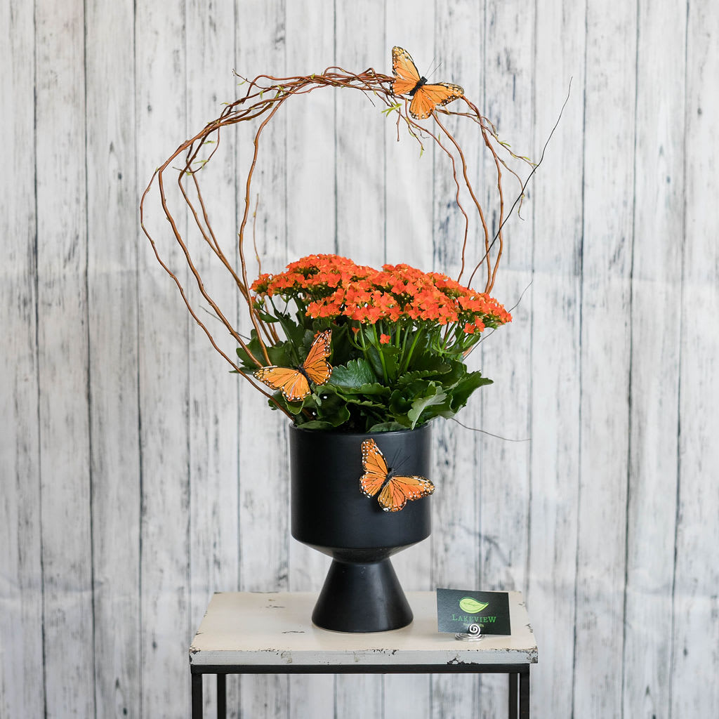 Potted orange flowering plant in a black pedestal pot with twig arch and faux butterflies