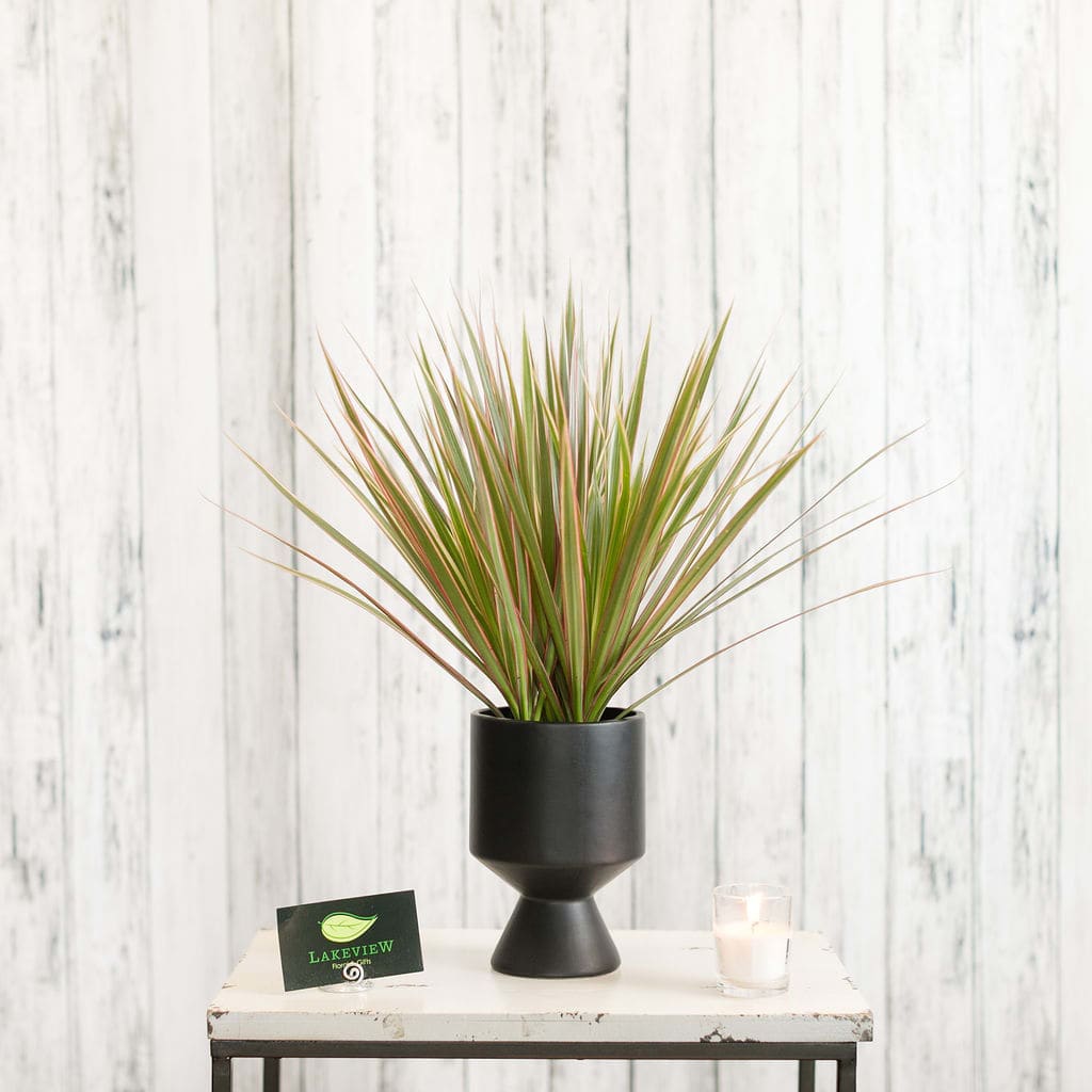 Spiky green houseplant with reddish tips in a black pedestal pot on a small table.