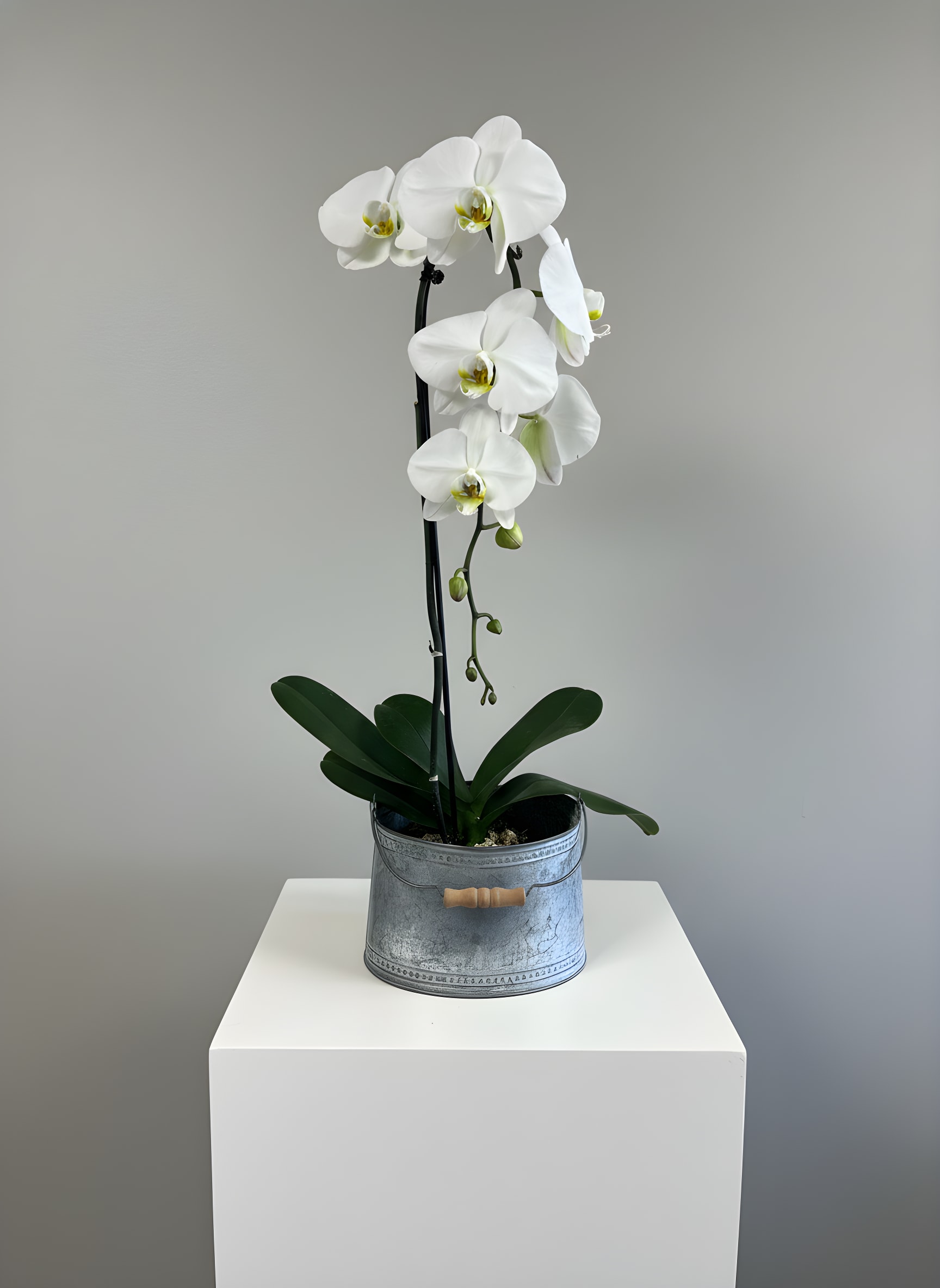 Phalaenopsis Orchid - A graceful cascade of white Phalaenopsis orchids creates a calm, elegant statement perfect for a Mother's Day gift, anniversary surprise, or a thoughtful sympathy or get-well arrangement. The tall arching stems carry multiple pure white blooms with soft yellow‑green centers, giving the plant a refined, serene presence that will make the person you're thinking of feel seen and comforted.  Planted in a rustic galvanized metal pot with a wooden handle, this orchid combines botanical beauty with a subtle industrial touch that suits home décor, office desks, or mantel displays. Plant support stakes and clips keep the stems upright and tidy while unopened buds promise continued blooms; dimensions reflect a tall, statuesque profile that reads as both delicate and substantial in a room.  Ideal for occasions from birthdays and housewarmings to graduations, holidays, and quiet moments like I'm sorry or condolences, this Phalaenopsis is a lasting gift that keeps giving. Minimal care-bright, indirect light and occasional watering-lets the recipient enjoy the long-lived blooms season after season; it also makes a refined choice for weddings, retirement celebrations, or as a polished hostess present.
