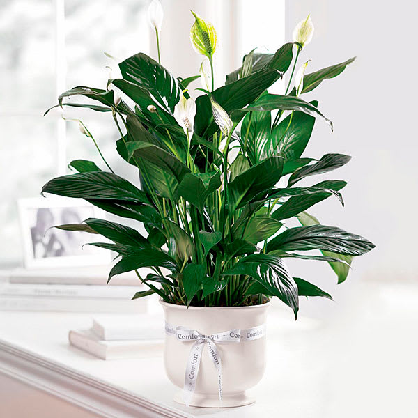6" Comfort Planter (FTD) - Offer unspoken words of comfort, hope and peace. Our creamy white planter holds an elegant peace lily plant. Planter is simply enriched by a  ribbon bow. Dark green leaves offer a calm background for the white candle-like blooms of this easy to care for plant. Send as a tribute and a silent expression of your sympathies.