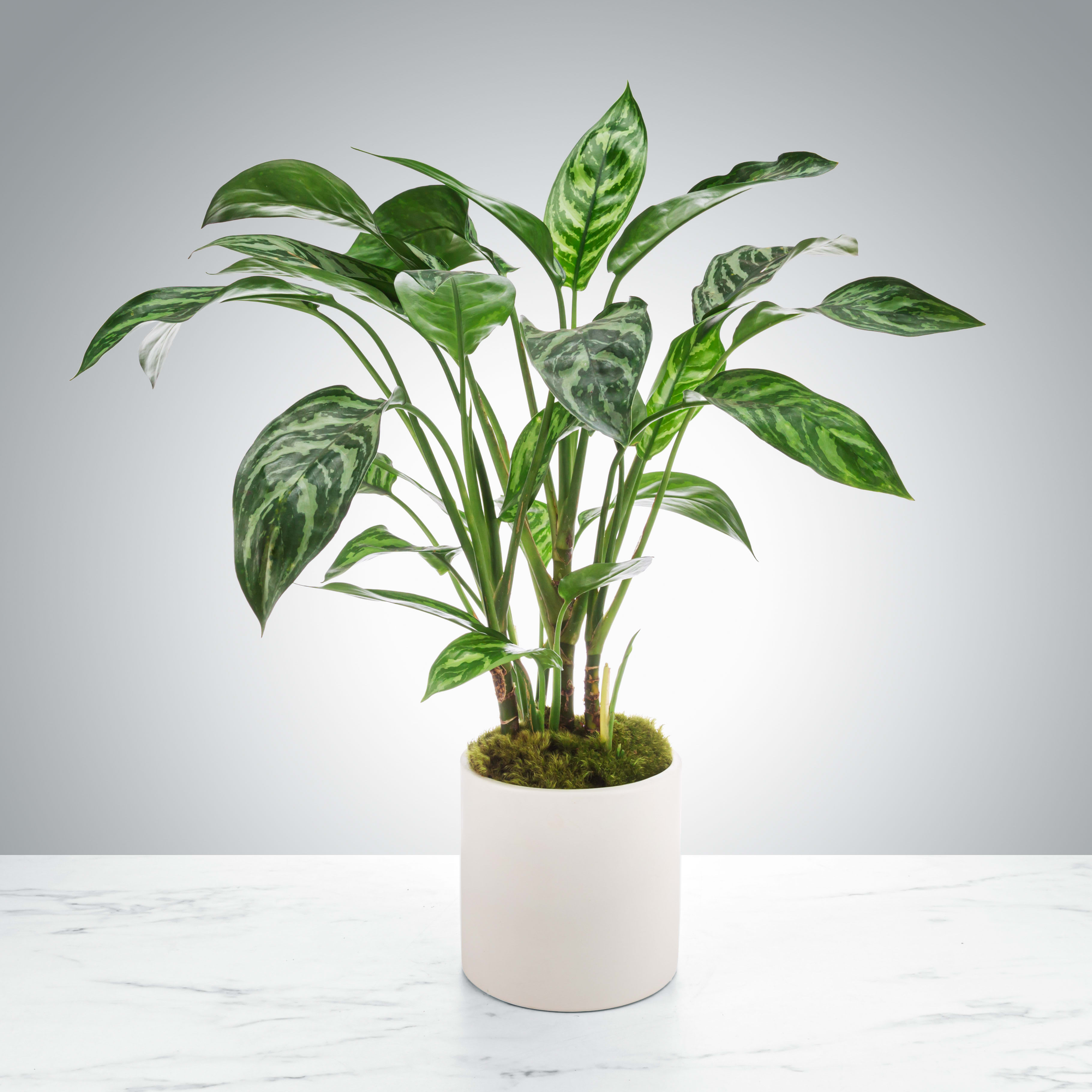 Variegated green houseplant in a white ceramic pot on a marble surface