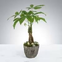 Ceramic Pot Money Tree - A charming and thoughtful gift featuring a healthy money tree  presented in assorted ceramic pots. Perfect for bringing good luck, positive energy, and natural beauty to any space, this versatile plant is ideal for home or office décor. Each arrangement comes in a carefully selected ceramic pot, adding style and character to the vibrant green foliage.
