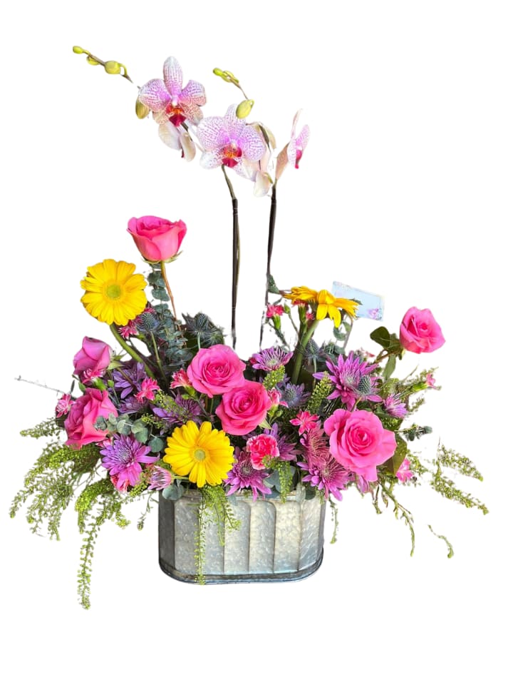 Orchid Splendor - Tall pale Phalaenopsis orchids rise above a cheerful mix of blooms in this birthday bouquet and celebration arrangement, making a bright statement for anniversaries or to say "get well soon." The combination of pink, yellow, purple, and white creates an uplifting, joyful impression-perfect for the person you want to make feel noticed and celebrated.  Hot pink roses and carnations mingle with purple chrysanthemums and textured filler blooms around bold yellow gerbera daisies, giving a lively contrast of shapes and sizes. The flowers are gathered in a rectangular galvanized metal container for a slightly rustic, contemporary look and arrive with a small card for your message.  Ideal for sending appreciation, encouragement, or birthday wishes, this arrangement is designed to delight at first sight and last in memory. Care is simple: keep water fresh and trim stems as needed to extend bloom life; choose size at checkout if options are offered.