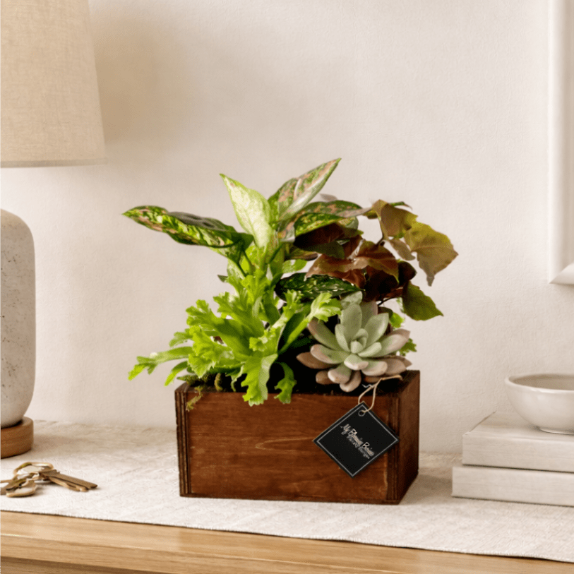 Succulent and leafy plant arrangement in a wooden box planter