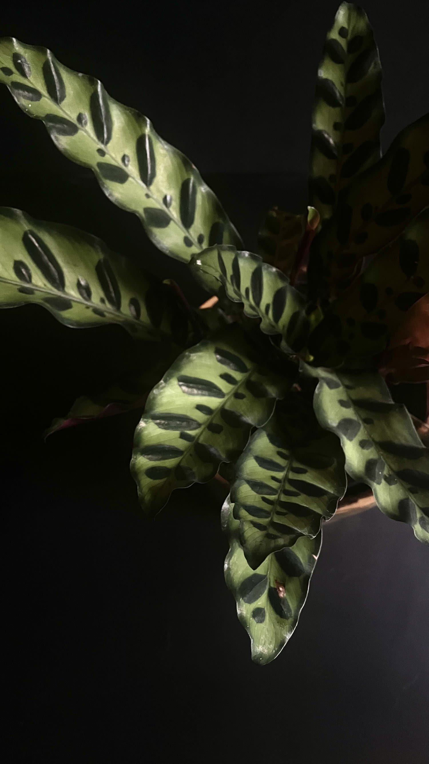 Calathea 'rattlesnake' 6" - The Rattlesnake Calathea, or Calathea lancifolia, is a striking houseplant known for its elongated, lance-shaped leaves that showcase a unique pattern. The leaves feature a deep green background with wavy edges and distinctive dark green spots and stripes, giving them a mesmerizing, serpentine appearance reminiscent of a rattlesnake's skin.  This plant thrives in bright, indirect light and enjoys high humidity, making it ideal for indoor environments like bathrooms or kitchens. It prefers well-draining, consistently moist soil but should not be overwatered. Like other Calatheas, the Rattlesnake Calathea exhibits fascinating leaf movement, folding its leaves up at night and opening them during the day. Its vibrant foliage and dynamic behavior make it a popular choice for plant enthusiasts looking to add an exotic touch to their space.    