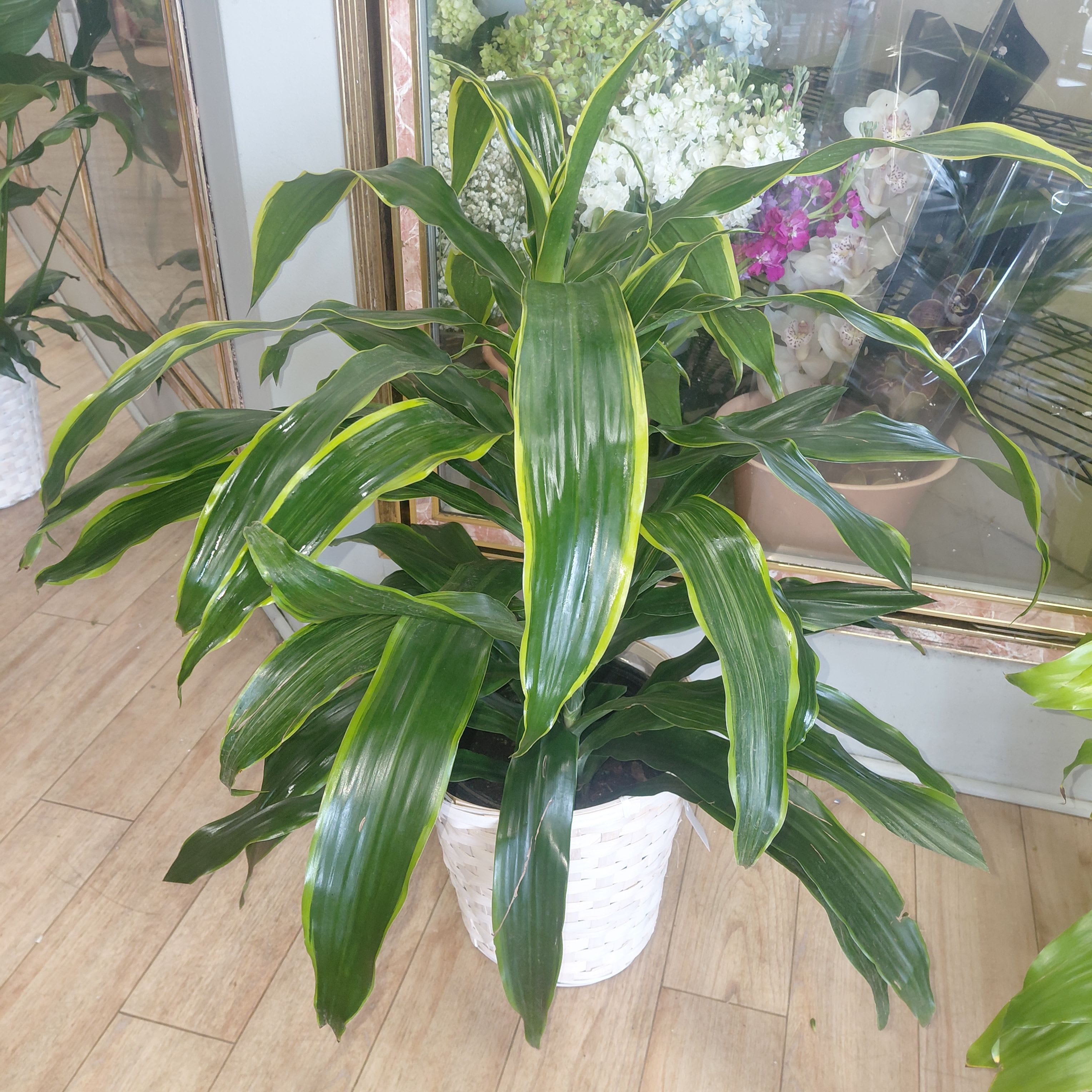 Variegated Janet Craig - Variegated Janet Craig refers to cultivars of the Dracaena fragrans 'Janet Craig' that feature multi-colored foliage rather than the standard solid deep green. While the classic 'Janet Craig' is known for its uniform glossy green leaves, variegated versions introduce striking patterns of creamy white, yellow, or light green stripes.  