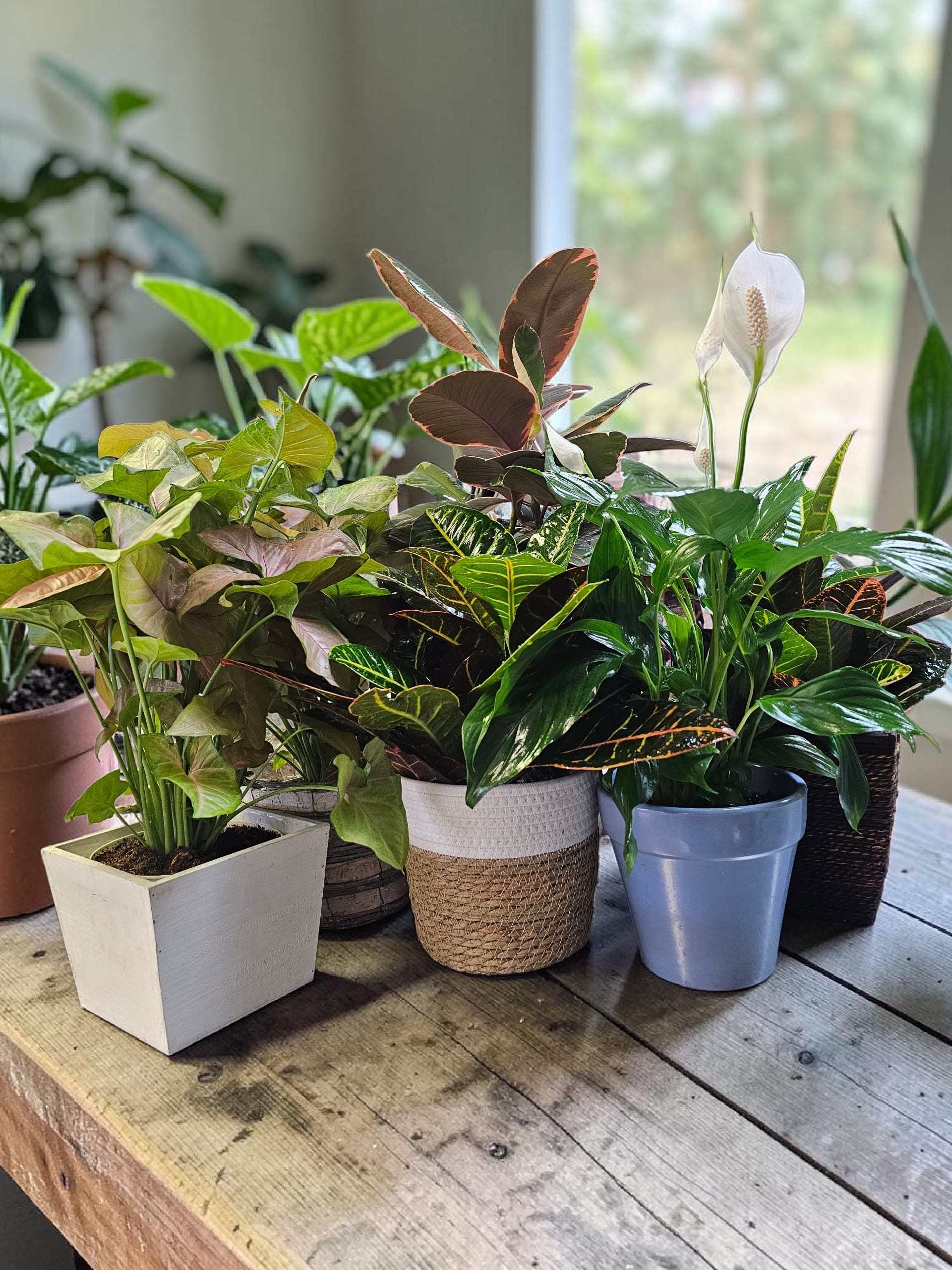 Beautiful Plants!  - Plants do more than decorate the home - they help create a healthier environment. Send wellness for the home of your family and friends with a gift of a plant! Research shows that indoor plants can increase oxygen levels, add humidity to dry indoor air, reduce stress, create a calming and natural atmosphere, and help people feel more focused and relaxed. Plant selections vary based on availability.