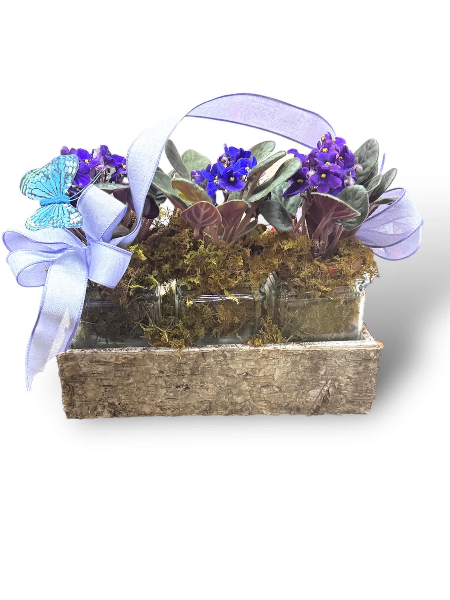 Beautiful violets and butterflies - Three African violets in a birch wooden box butterflies flying above, adorned with festive ribbon