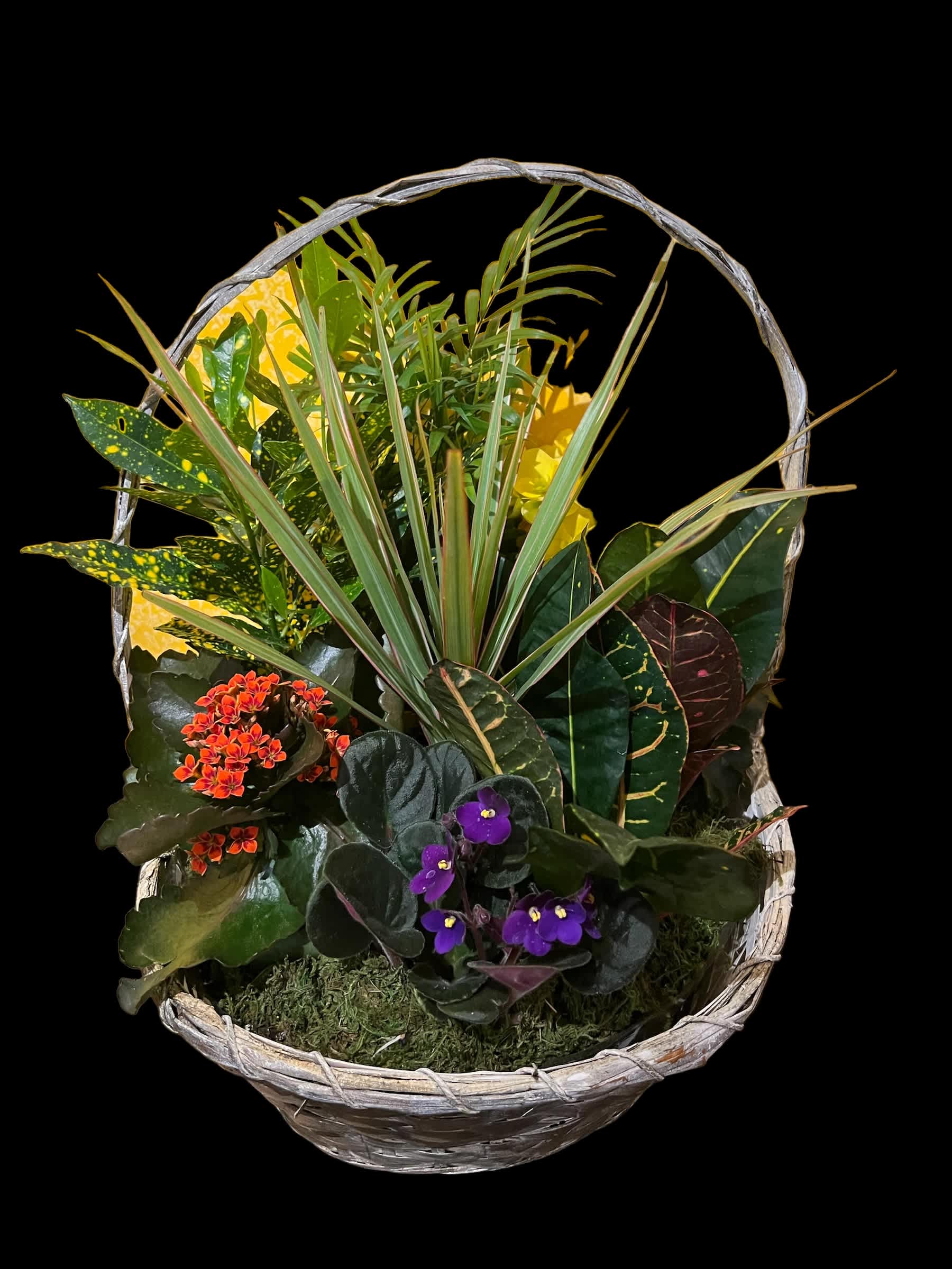 SHS14 - 14" SPRING HAS SPRUNG - LARGE BASKET OF BLOOMING AND GREEN PLANTS. COLORS VARY.