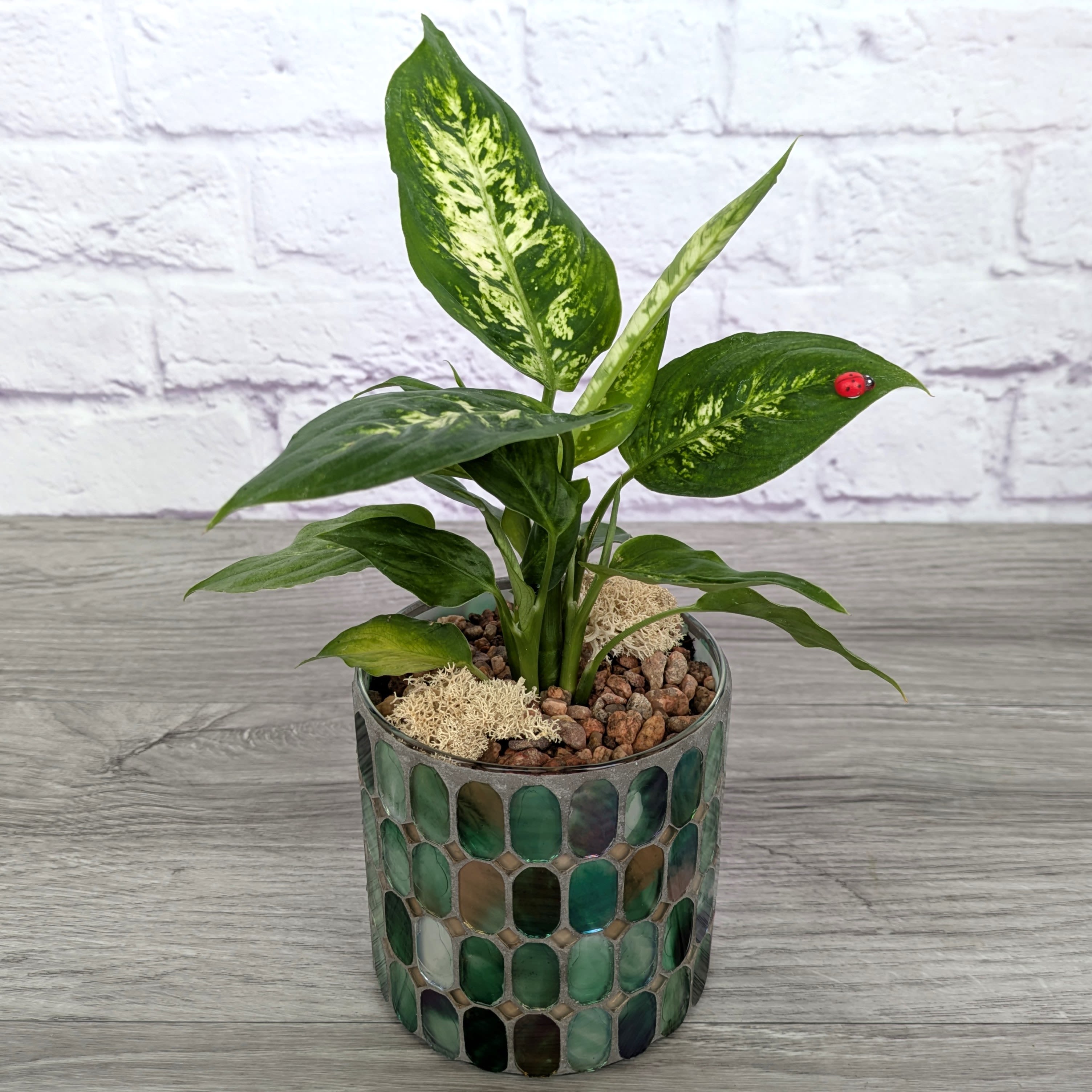 Potted green houseplant in a mosaic glass container