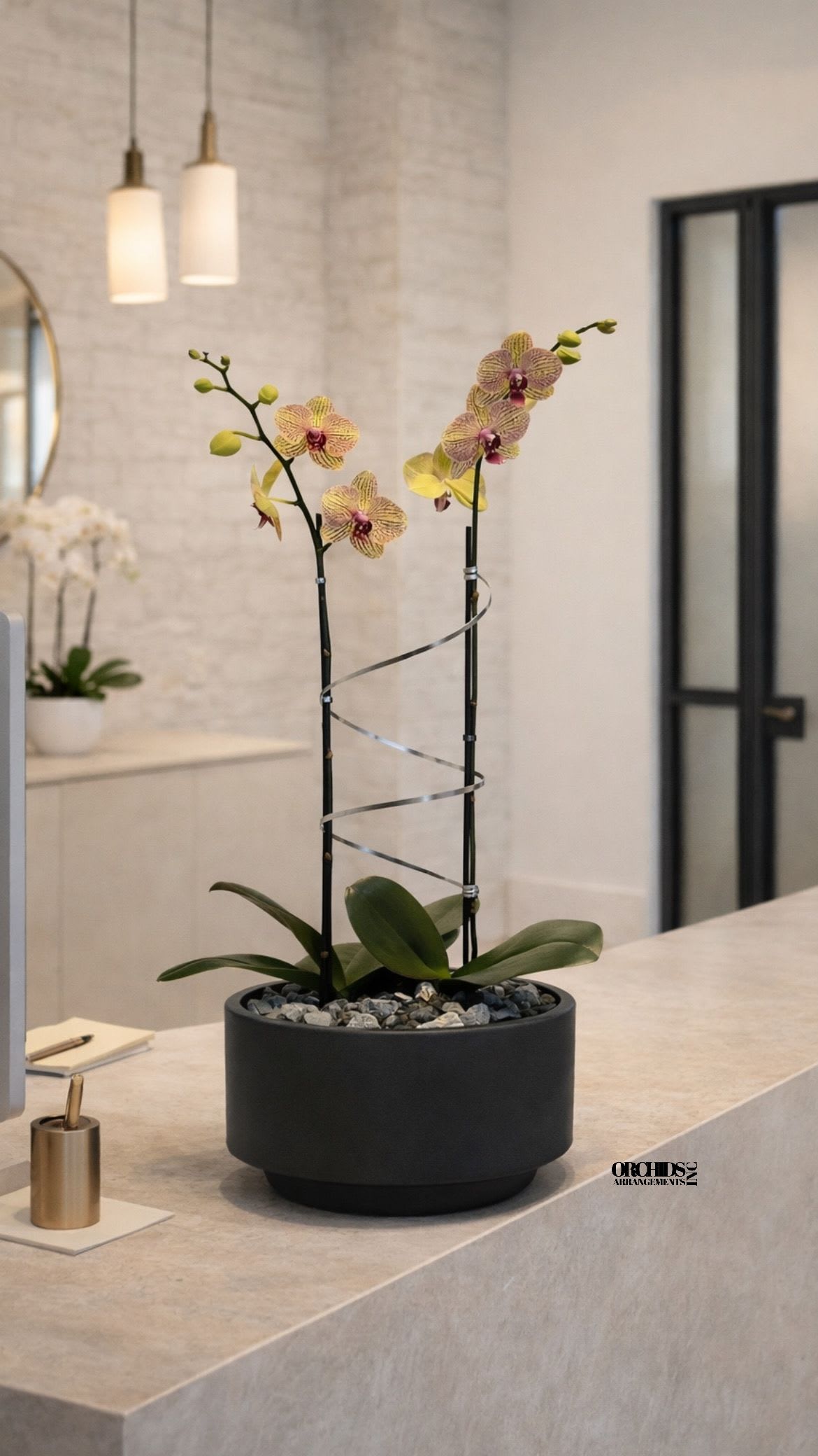 Potted orchid arrangement with two tall stems in a black planter