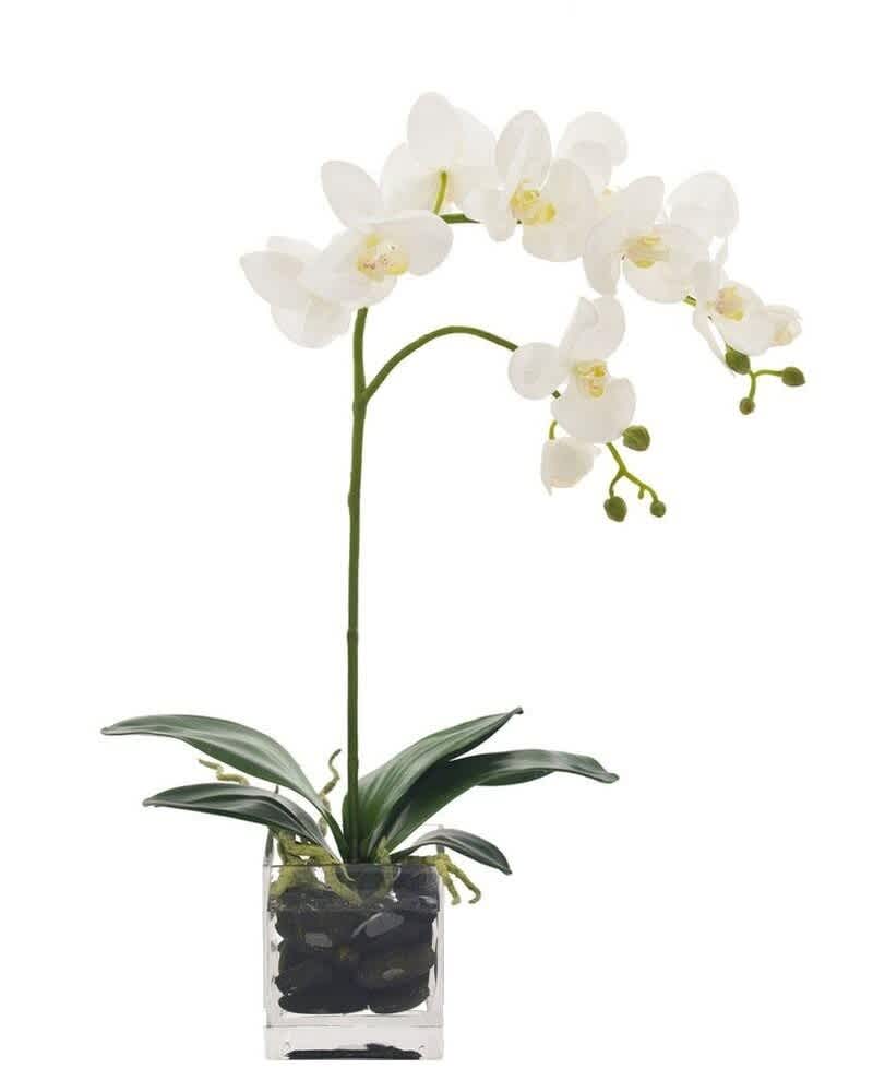 Potted white orchid with arching blooms in a clear glass cube filled with black stones.