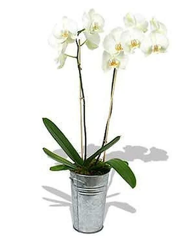 Potted white orchid plant in a tall silver metal container