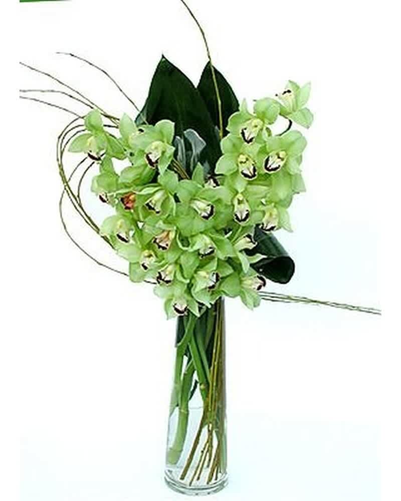 Tall arrangement of green cymbidium orchids in a clear glass cylinder vase