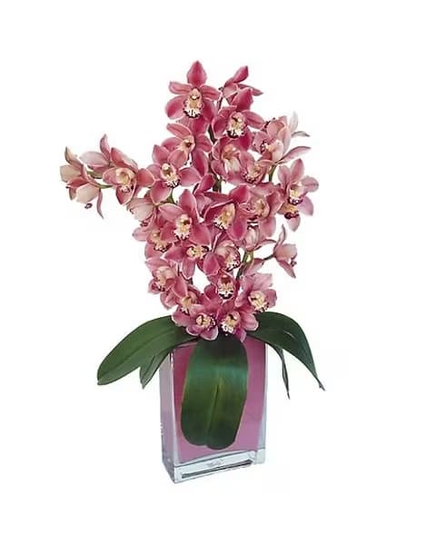 Sexy Cymbidiums - Cymbidium orchids are one of the most popular and desirable orchids in the world because of the beautiful flowers and for their longevity. Three large pink cymbidium orchids in a contemporary glass vase with lush greenery is a fantastic way to show your deepest feelings. Item display is Deluxe version.