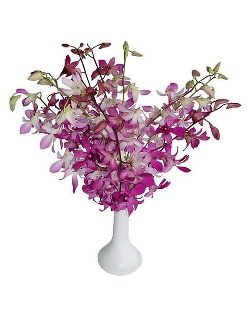 Tall arrangement of pink and white orchids in a white vase