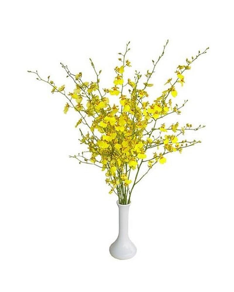 Tall spray of small yellow orchids arranged in a slim white vase
