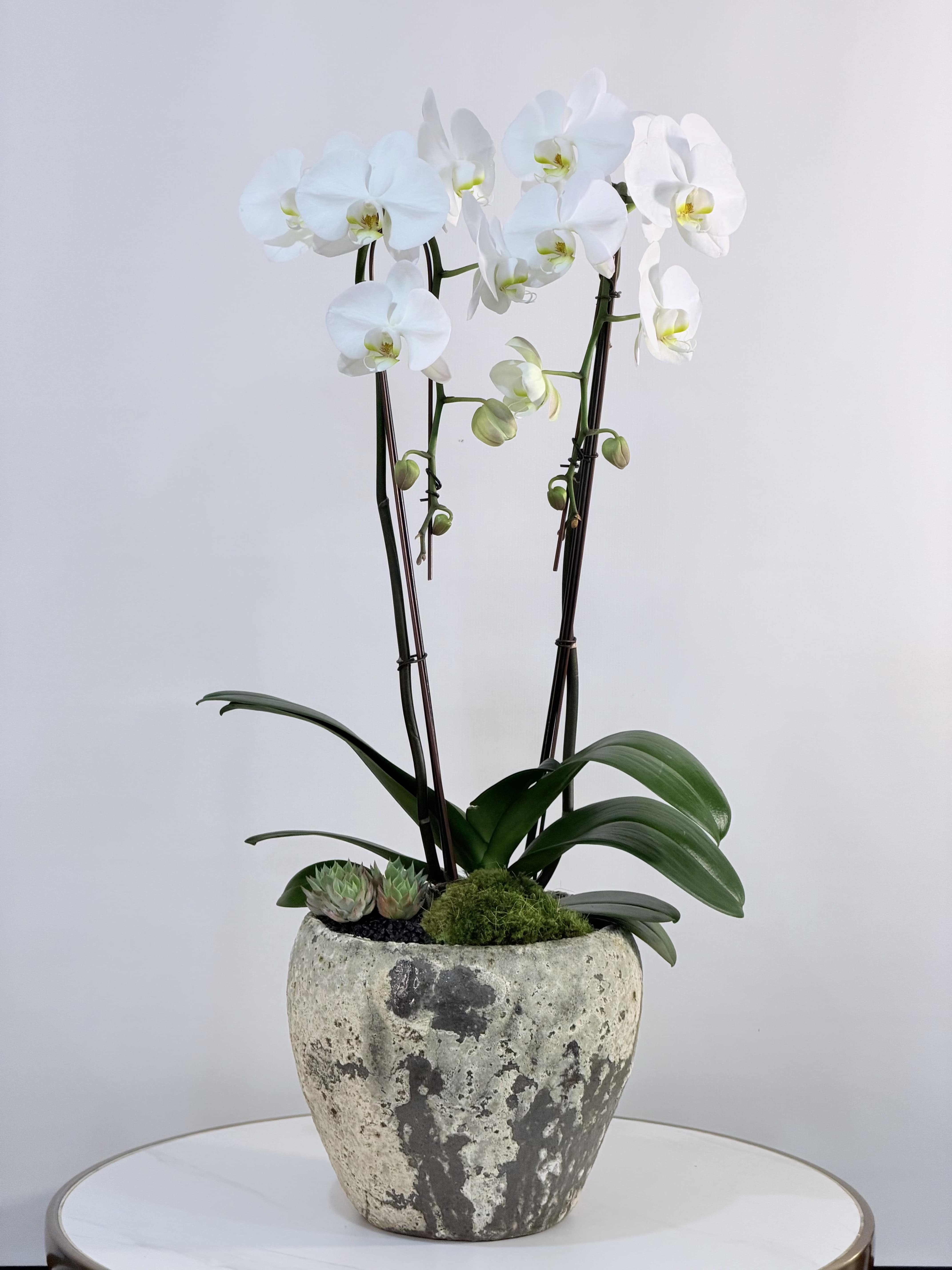 Elegant White Orchid Garden  - A timeless and elegant display of premium white phalaenopsis orchids, beautifully arranged in a rustic stone style planter for a modern yet natural look. This sophisticated orchid garden features multiple stems of long lasting blooms, complemented with lush greenery and decorative succulents for added texture and depth. Standing approximately 33 inches tall and 11 inches wide, this arrangement makes a perfect statement piece for homes, offices, or luxury gifts. Its clean white tones symbolize purity, elegance, and calm ideal for birthdays, thank you gifts, housewarmings, or corporate occasions. Each orchid is carefully selected and designed by Guy Floral Studio to ensure freshness, balance, and a high-end presentation. Same Day Flower Delivery available across: West Hollywood, Beverly Hills, Bel Air, Beverly Grove, Hollywood Hills, Studio City, Sherman Oaks, Encino, Culver City, Santa Monica and nearby areas. Perfect for anyone searching for: orchid delivery near me, luxury orchid plants Los Angeles, flower delivery West Hollywood, same day orchid delivery Beverly Hills