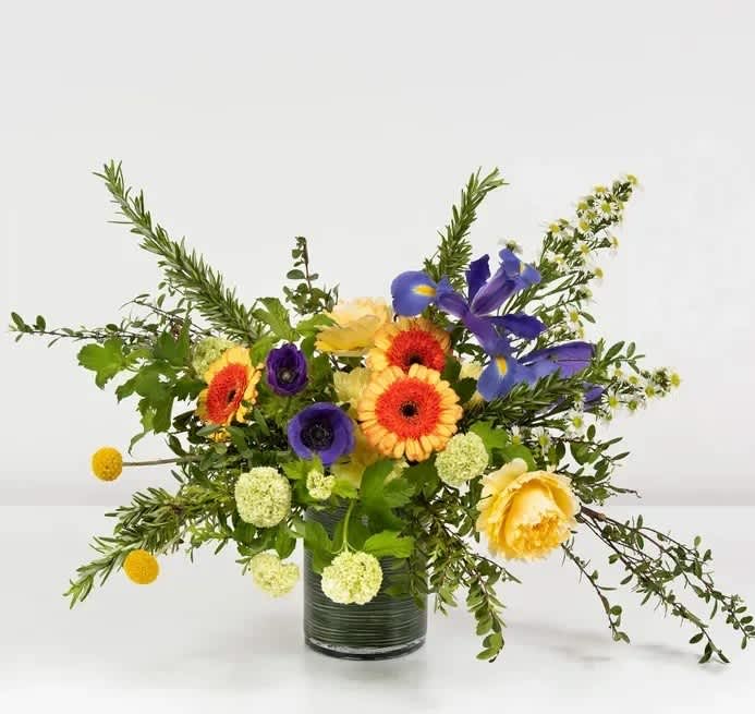 Calling all Butterflies - Colourful mixed garden flowers