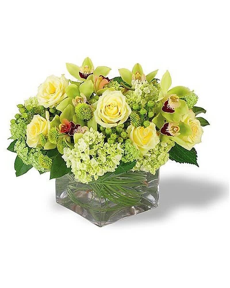 Low cube arrangement of pale yellow roses, green orchids, and hydrangeas in a glass vase