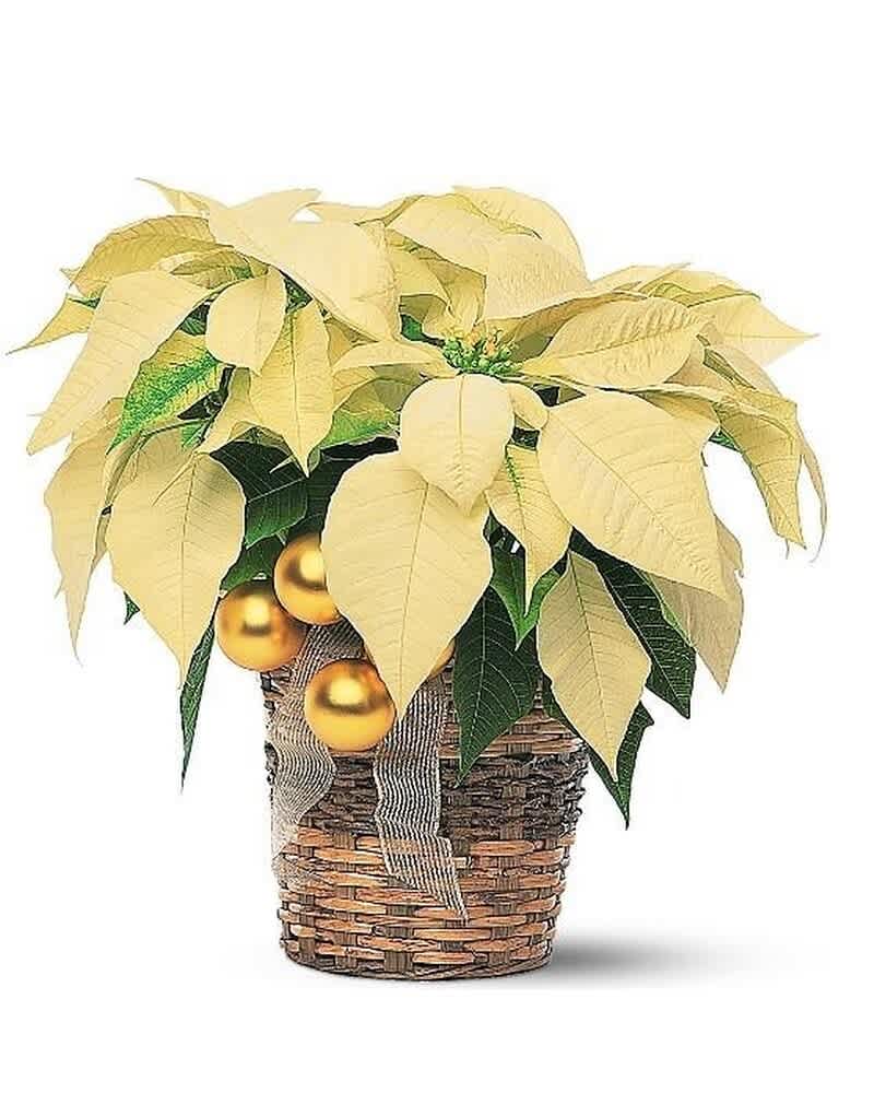 Cream poinsettia plant in a woven basket with gold ornaments and ribbon