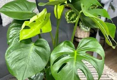 Tropical Greenery Package - Clients will receive 13 large Monstera Leaves and 2 bunches of Italian Ruscus (packed 4 stems per bunch)