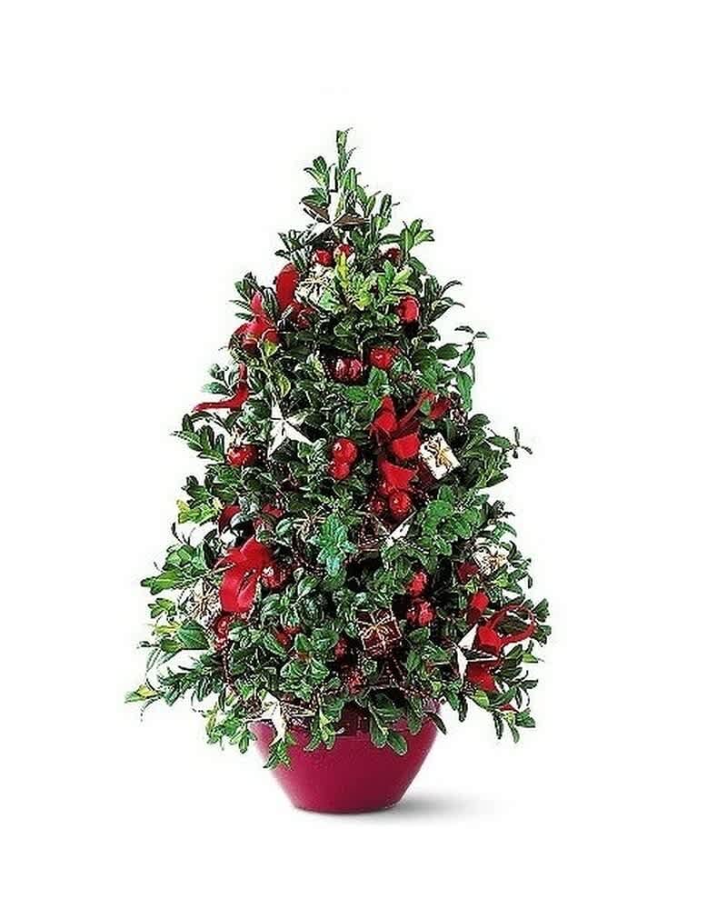 Small potted Christmas tree decorated with red bows and ornaments in a red container