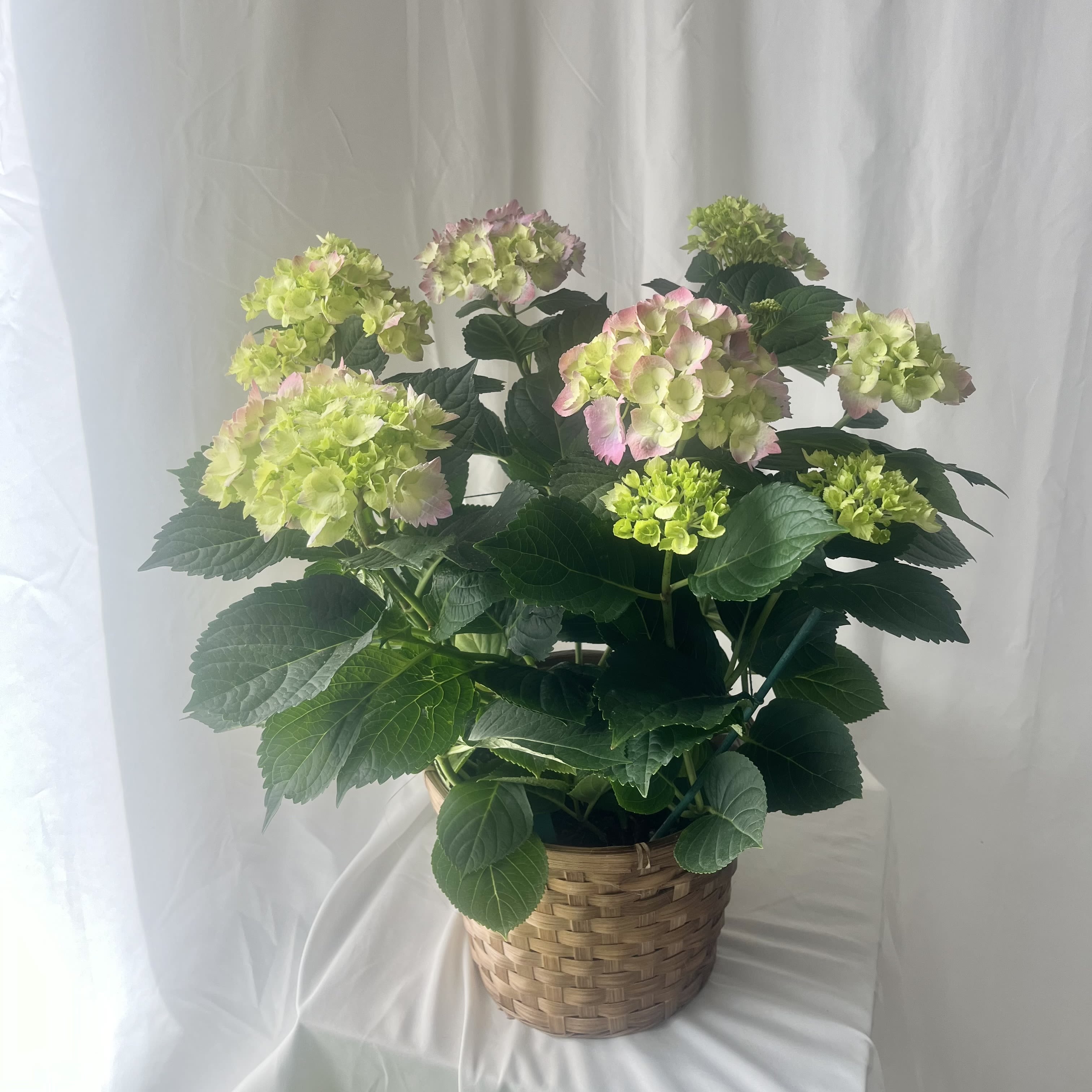 Hydrangea Plant - A limited time plant, perfect for spring. Keep inside or plant outdoors!
