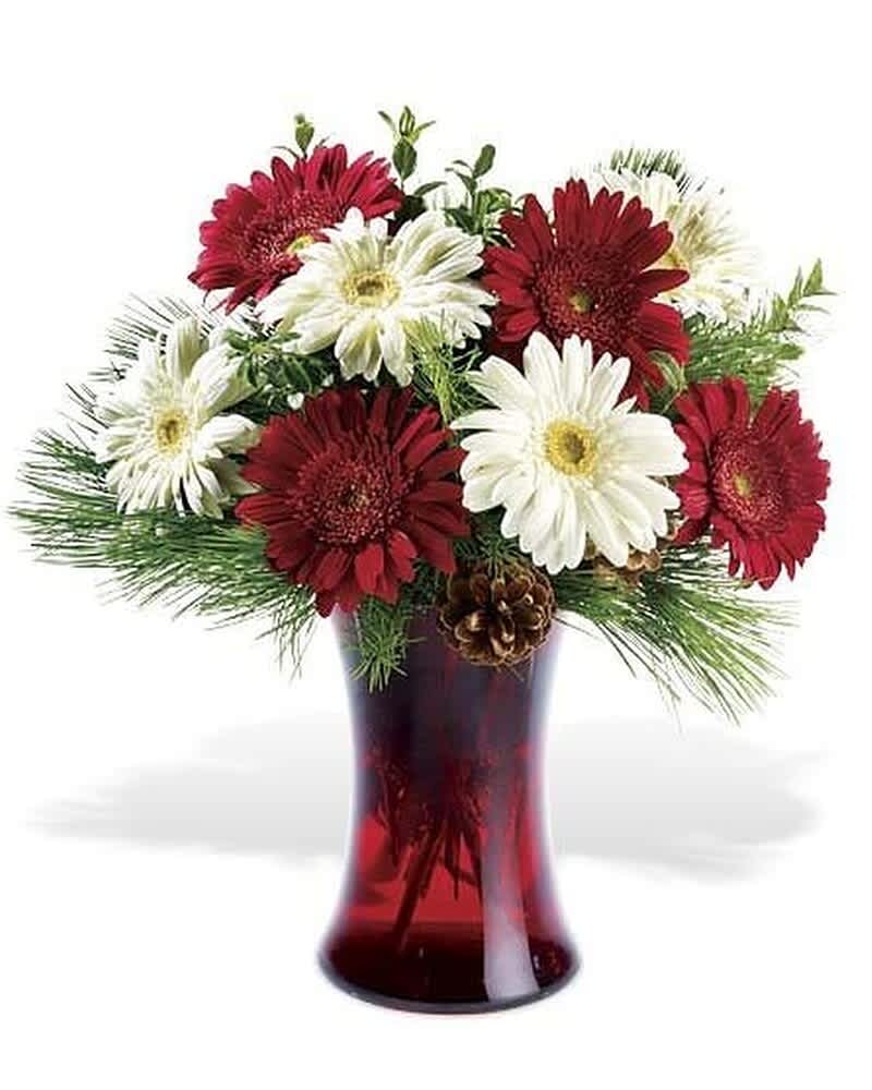 Arrangement of red and white gerbera daisies with pine branches and pinecones in a red glass vase