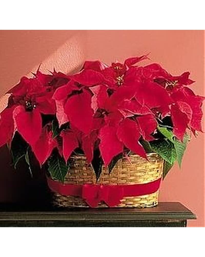 Red poinsettia plant in a woven basket with a red ribbon bow