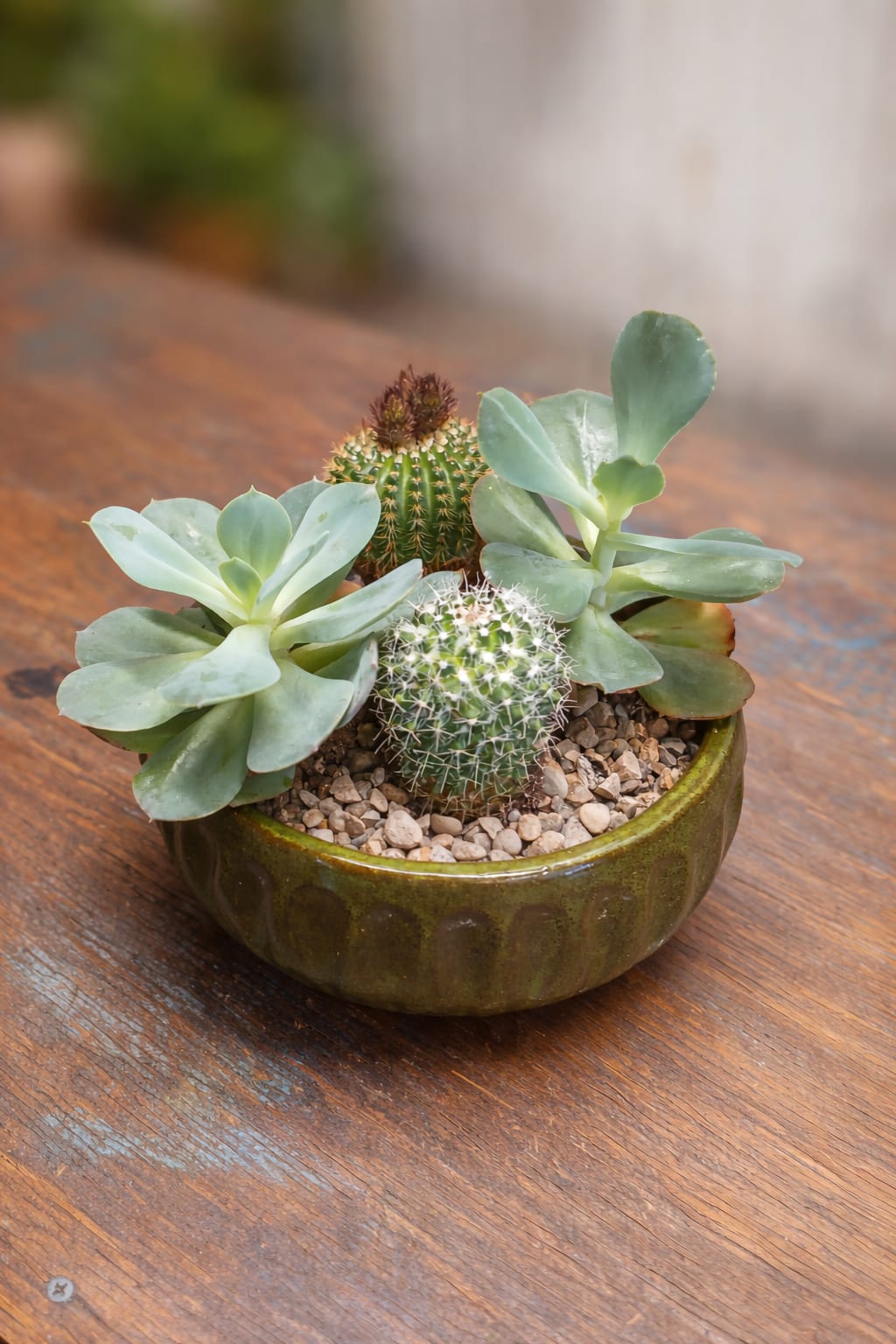 Succulent Dish Garden - A beautiful collection of assorted succulents arranged together in a stylish container. Easy to care for and long-lasting, this modern garden adds a touch of natural charm to any home or office. (container and succulent types will vary)