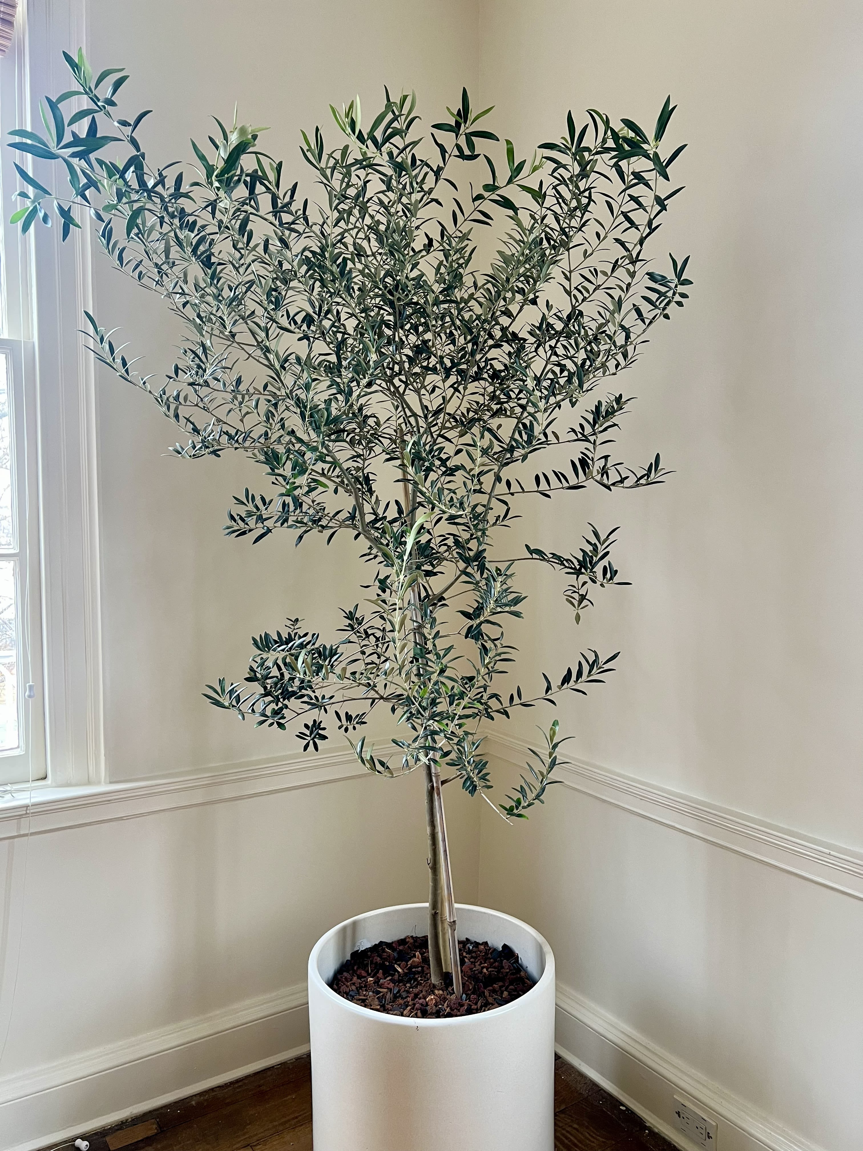 Mediterranean Olive Tree — Sculptural Indoor Plant - A refined olive tree with silvery foliage and timeless Mediterranean elegance. This sculptural plant brings calm natural beauty to modern interiors and makes a sophisticated living gift.   *Plant pictured is over 7ft tall *Comes in nursery pot  Care: Olive trees thrive in bright sunlight and well-drained soil. Allow top 2-3 inch of soil to dry between watering. With proper indoor plant care, olive trees develop beautiful silvery foliage and sculptural growth. 