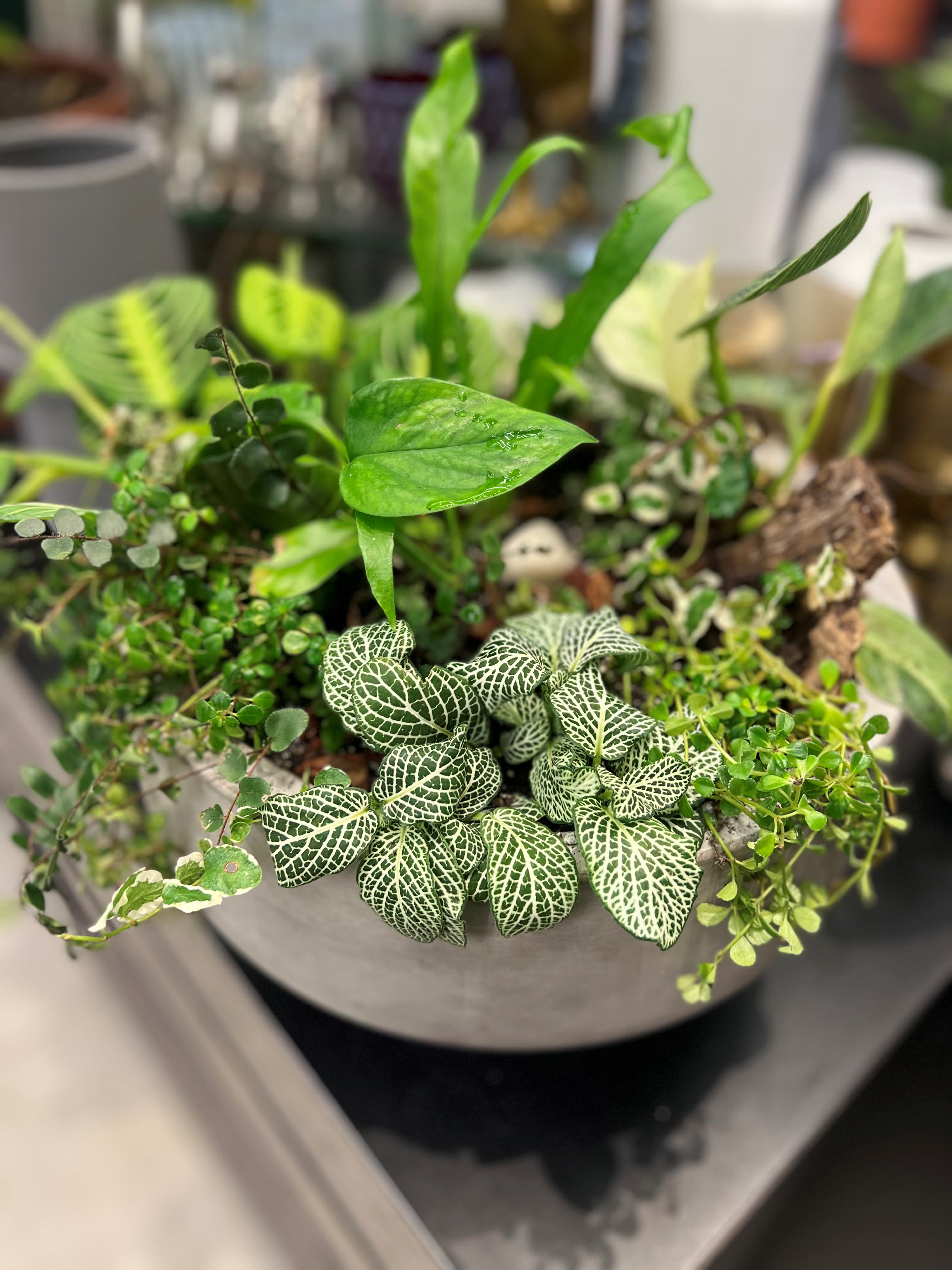 Mixed Garden Planter - Mixed Garden in Modern Planter