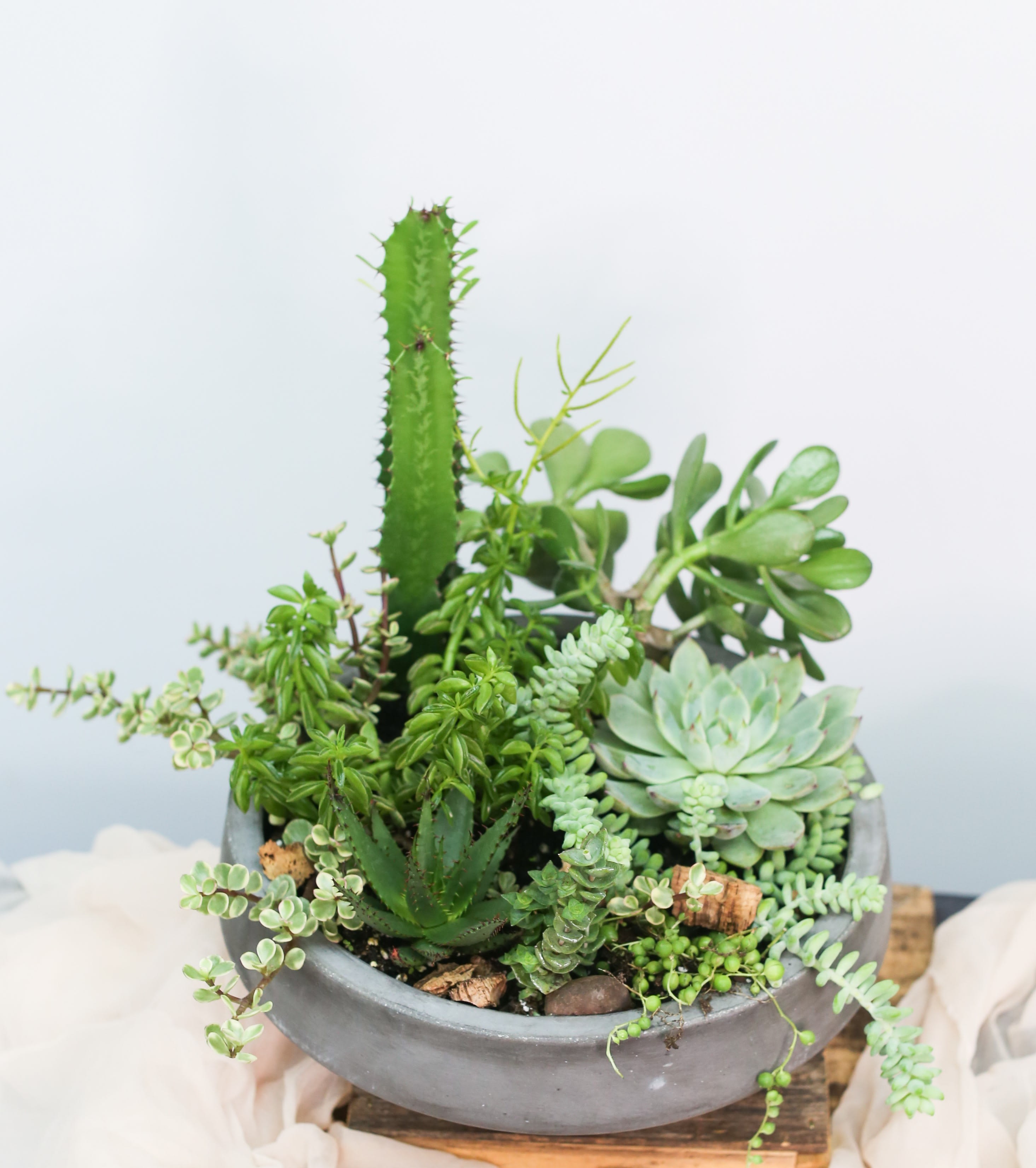 Succulent Garden - A curated collection of sculptural succulents arranged in a modern vessel. A stylish and low-maintenance plant gift for contemporary interiors. Container 8-10" D  Care: Succulents prefer bright light and minimal watering. Allow soil to dry completely between watering. These low-maintenance plants thrive in sunny interiors.  *As shown $155