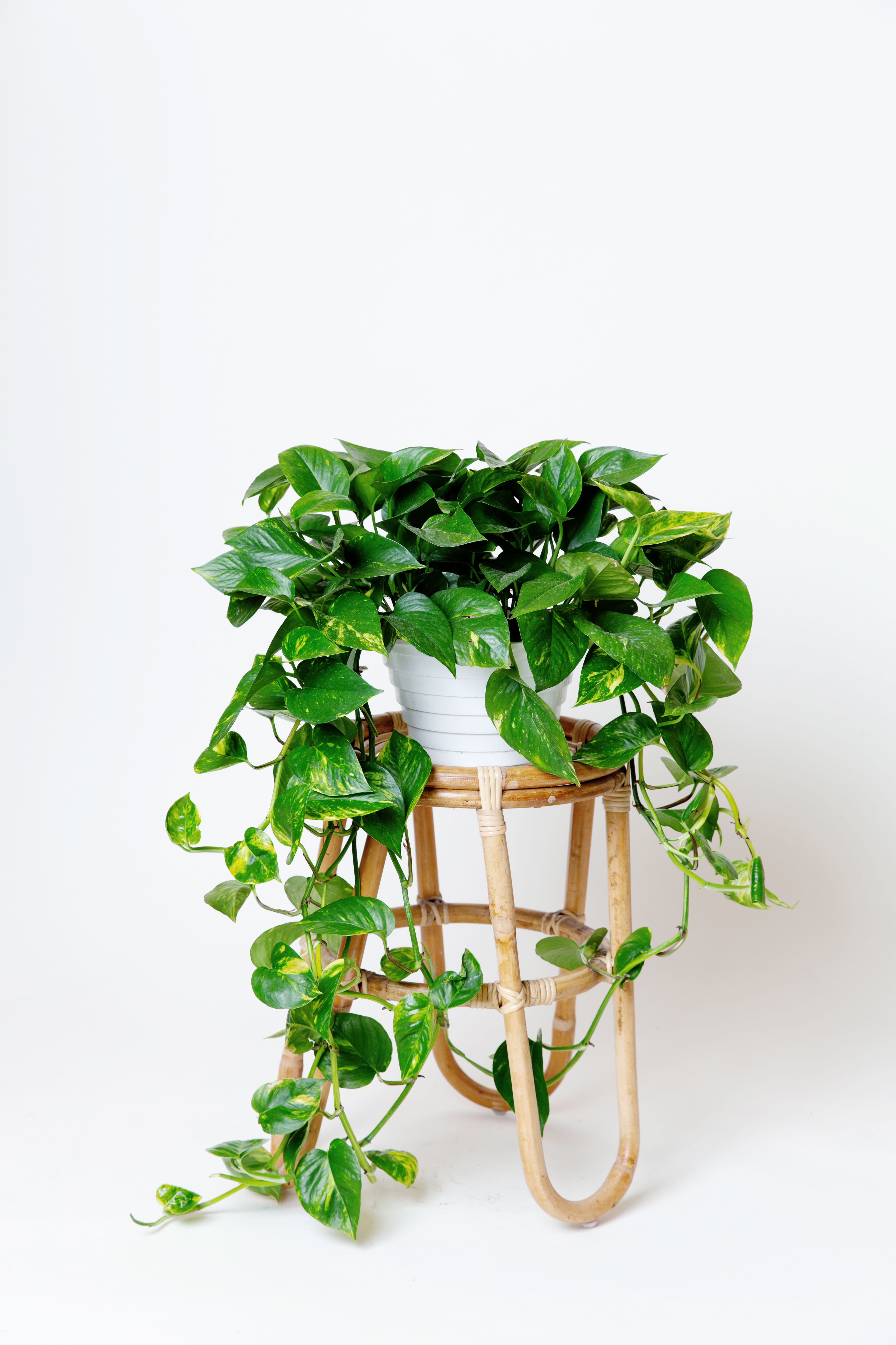 Golden Pothos - Hanging Golden Pothos- full